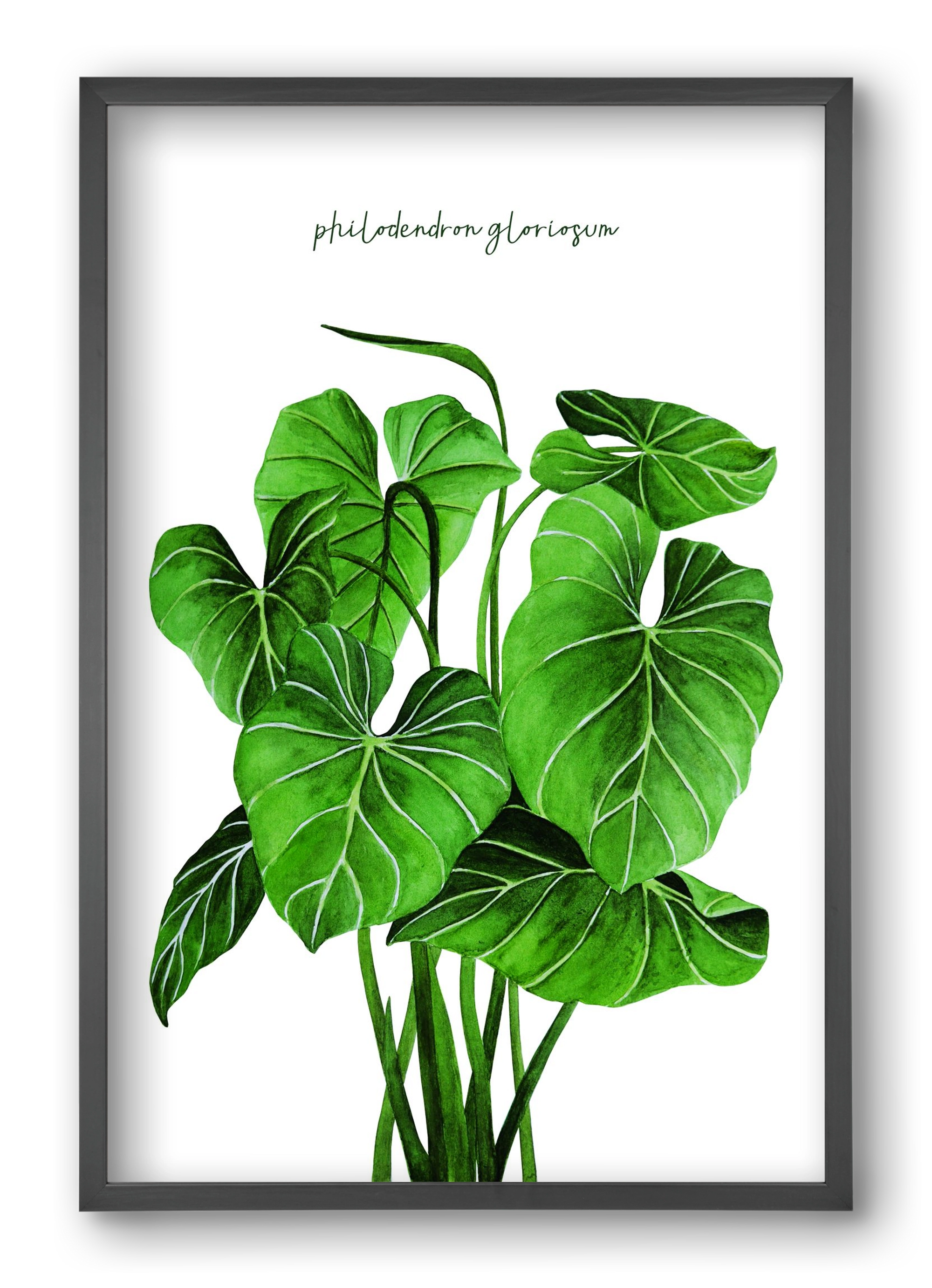 philodendron gloriosum, 40x60 cm (40x60 cm), Fekete keret