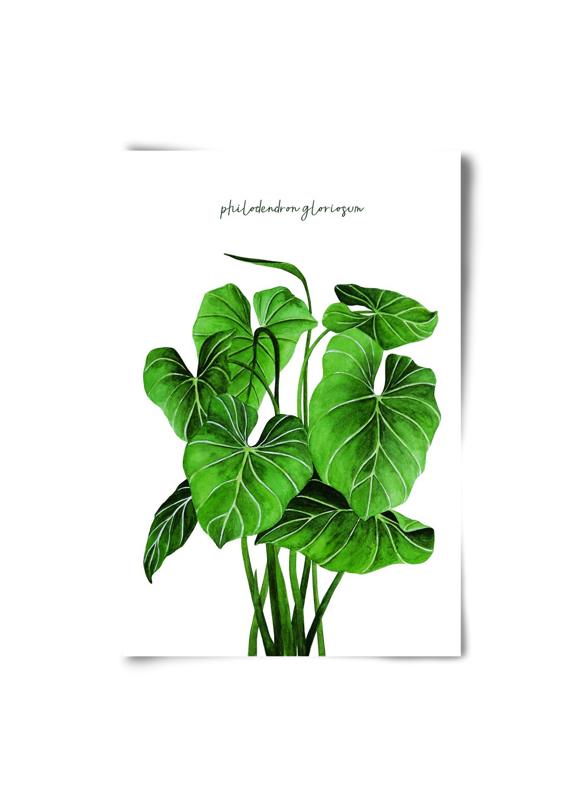 philodendron gloriosum, 20x30 cm, Keret nélkül