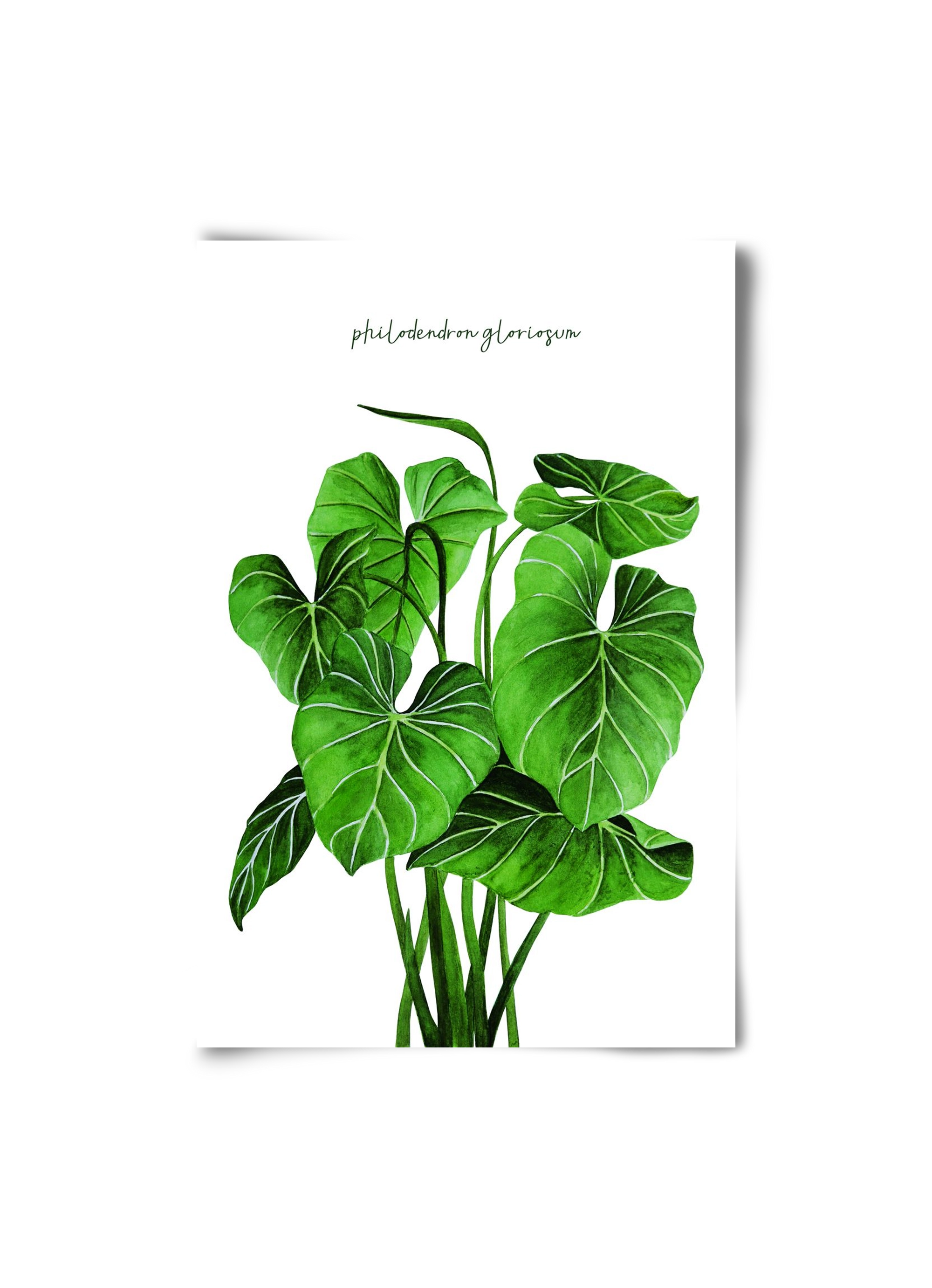 philodendron gloriosum, 20x30 cm, Keret nélkül