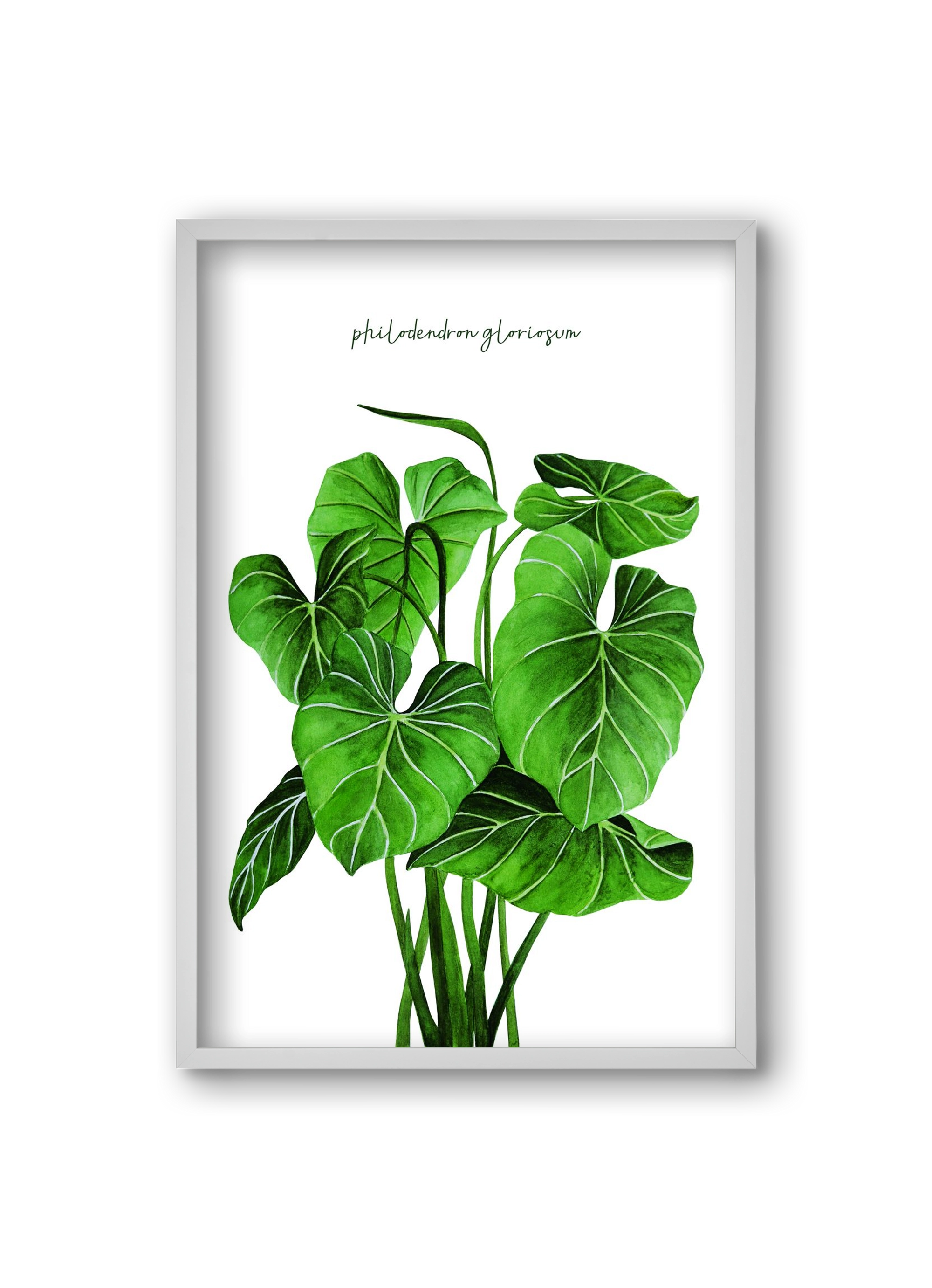 philodendron gloriosum, 20x30 cm (20x30 cm), Fehér keret