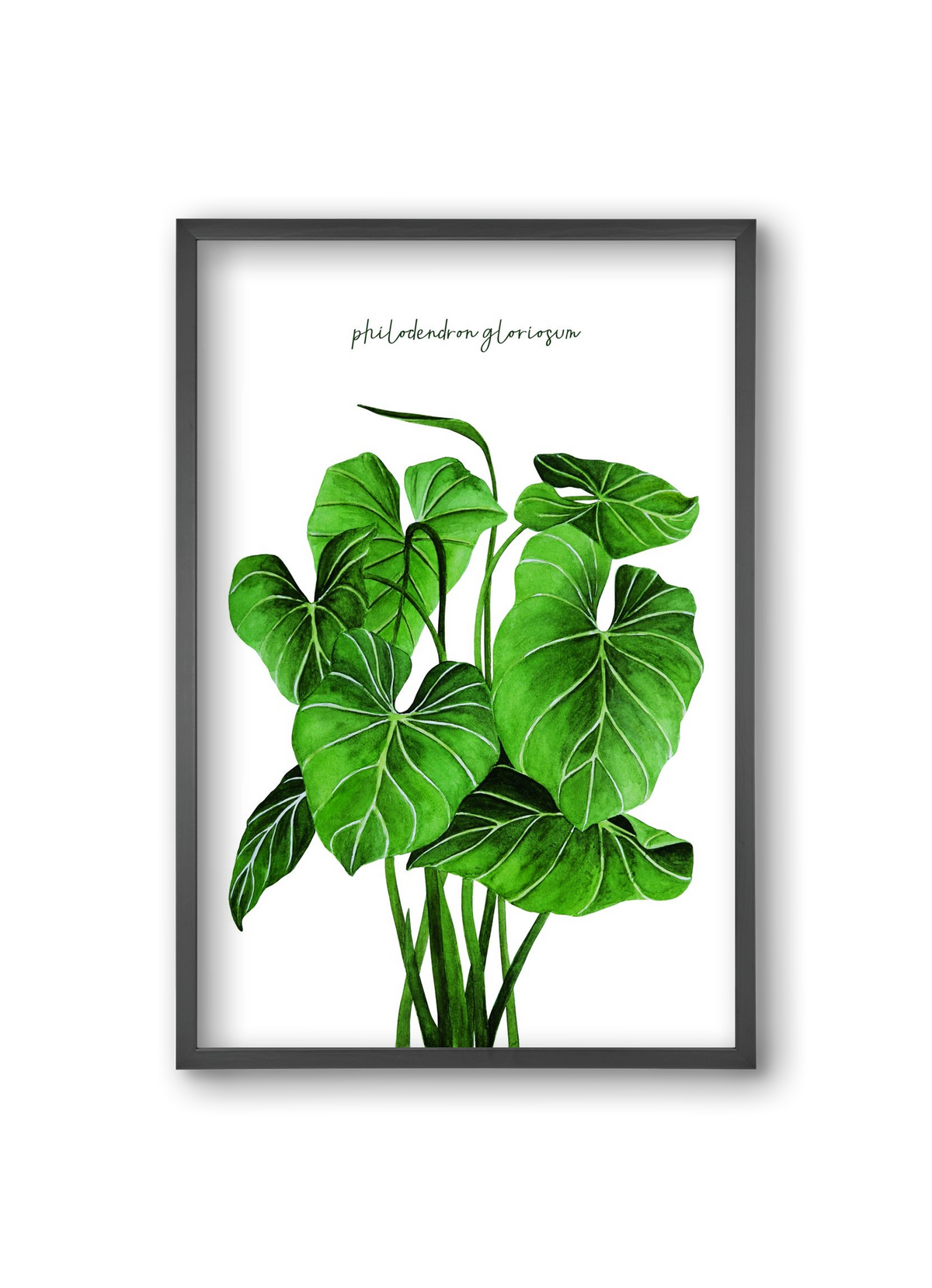 philodendron gloriosum, 20x30 cm (20x30 cm), Fekete keret