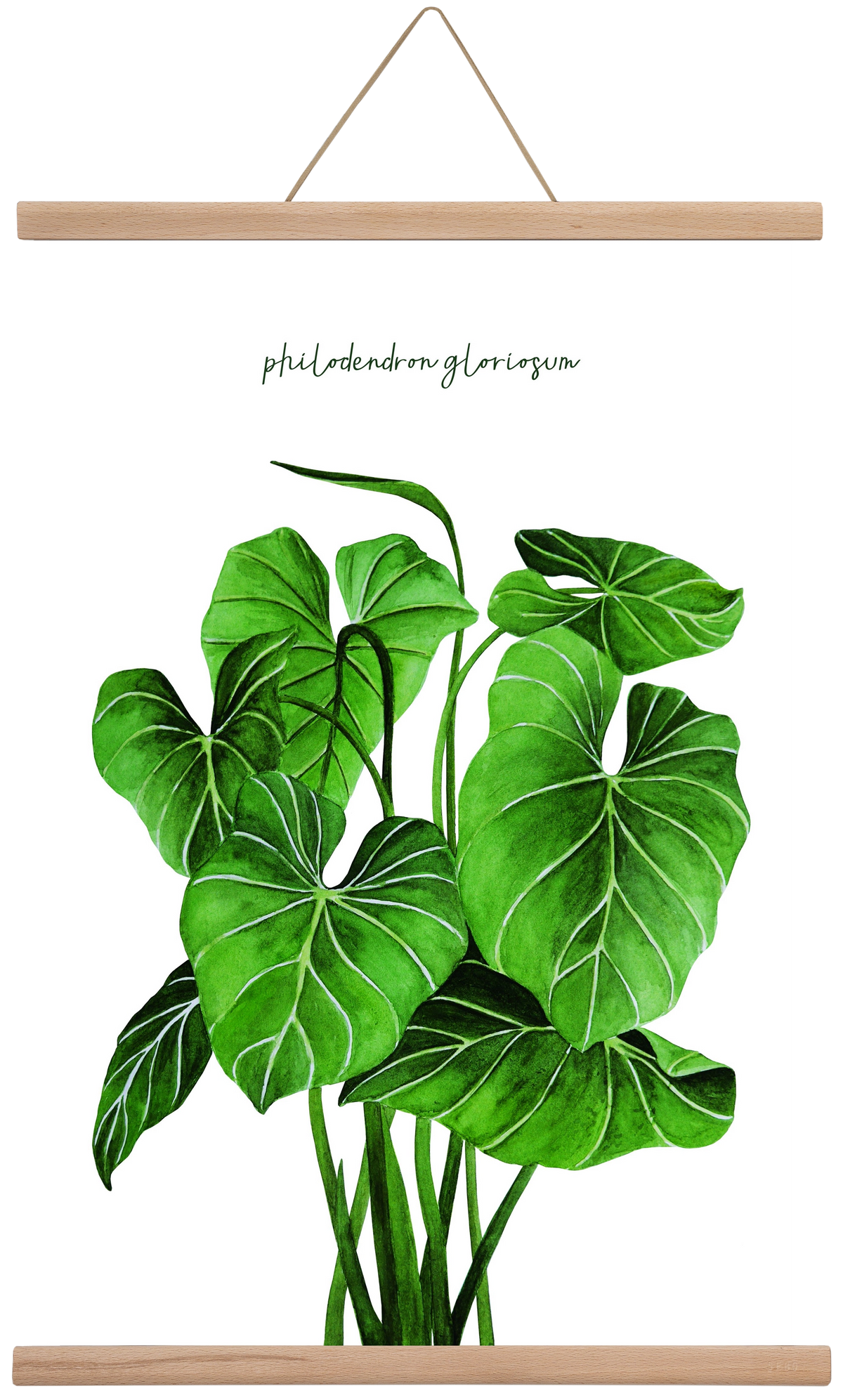 philodendron gloriosum, 40x60 cm (40x60 cm), Tölgy akasztó
