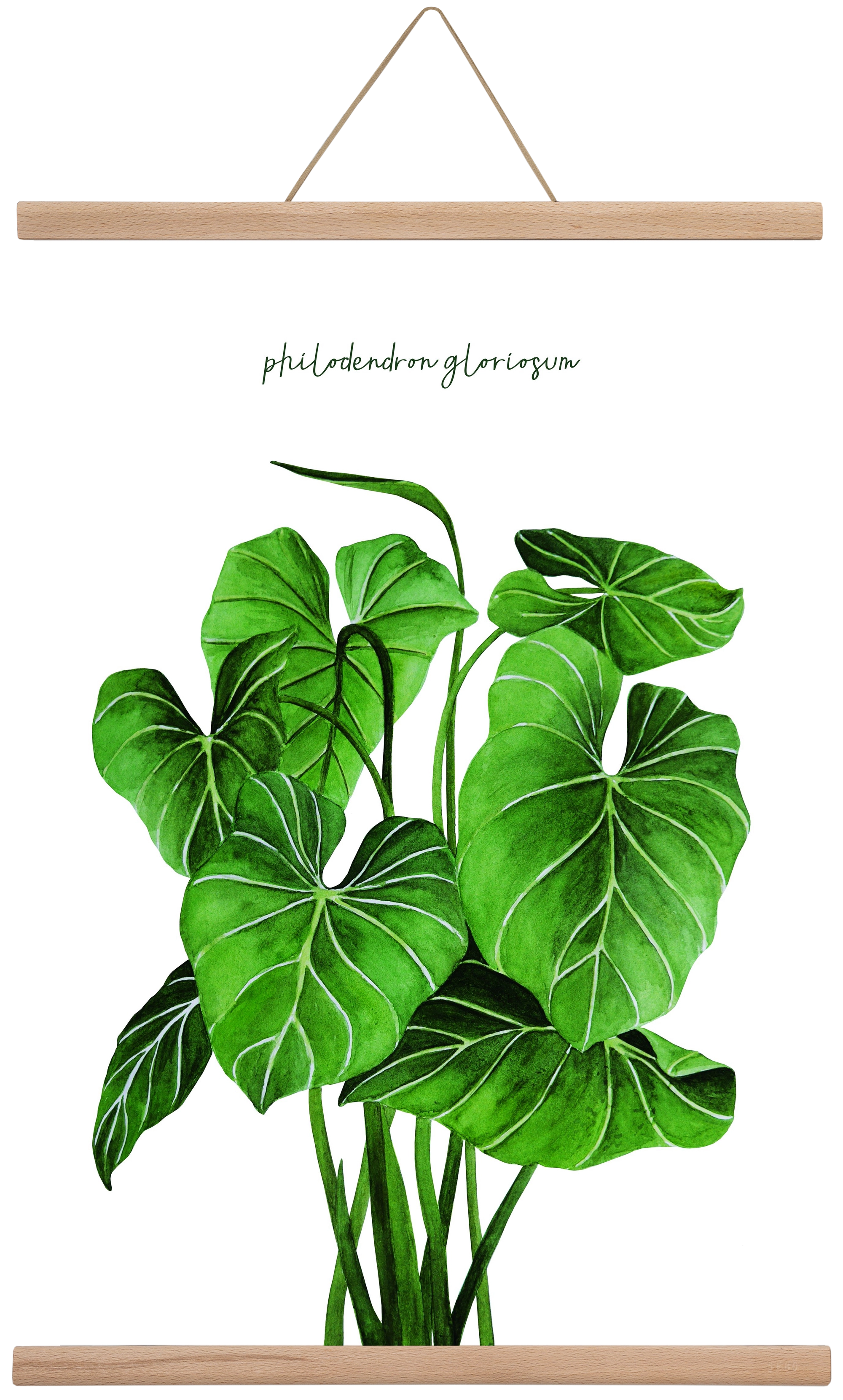 philodendron gloriosum, 40x60 cm (40x60 cm), Tölgy akasztó