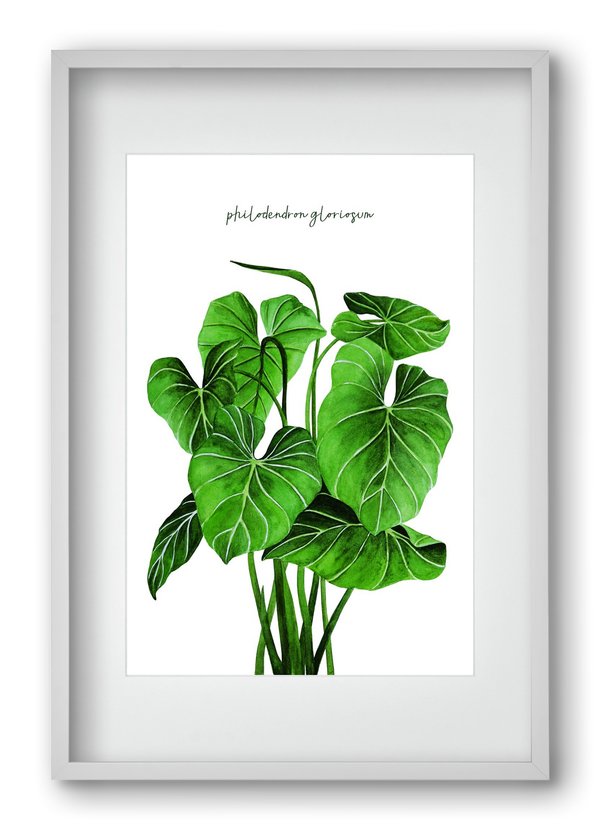 philodendron gloriosum, 40x60 cm (30x45 cm), Fehér keret, paszpartuval