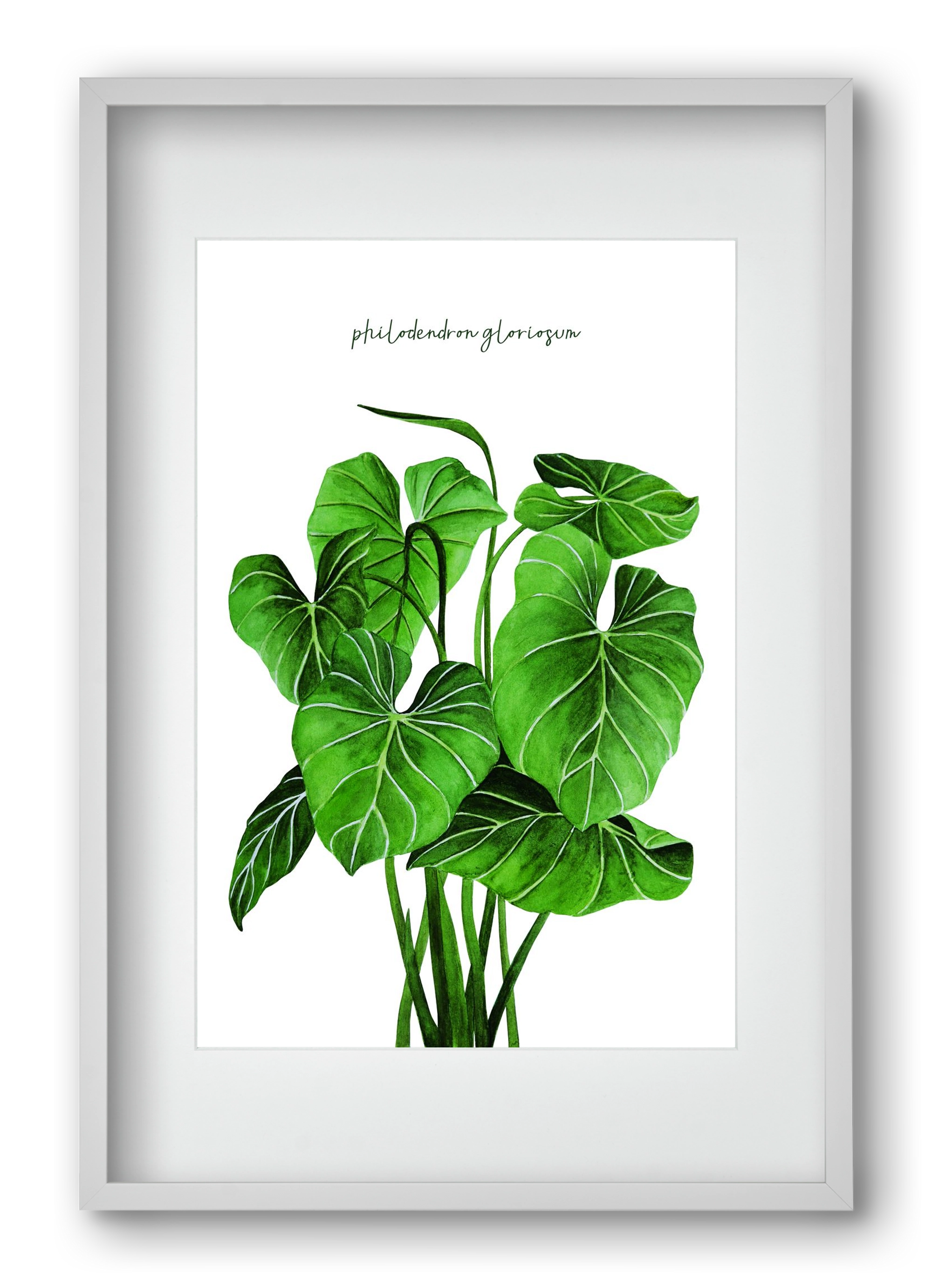 philodendron gloriosum, 40x60 cm (30x45 cm), Fehér keret, paszpartuval