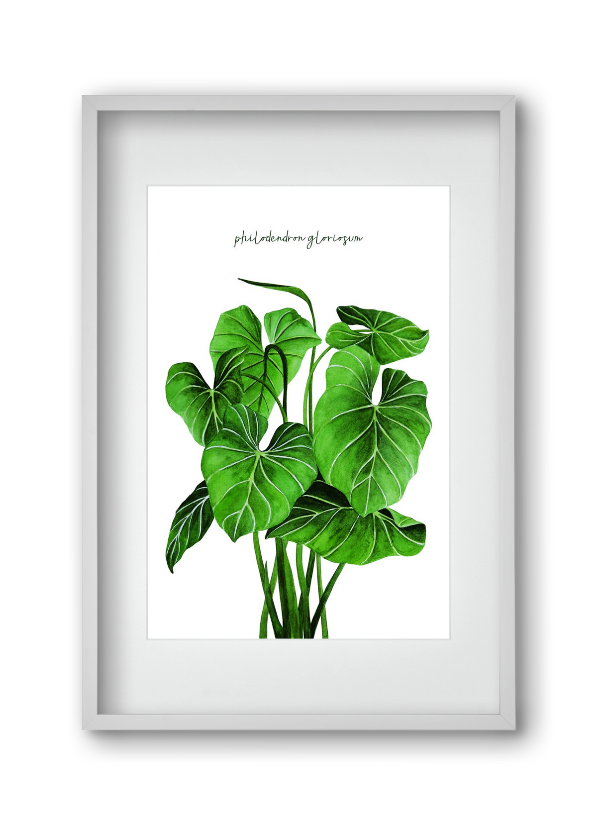 philodendron gloriosum, 30x45 cm (20x30 cm), Fehér keret, paszpartuval