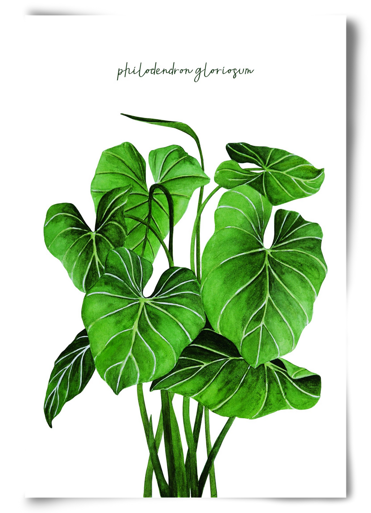 philodendron gloriosum, 60x90 cm, Keret nélkül