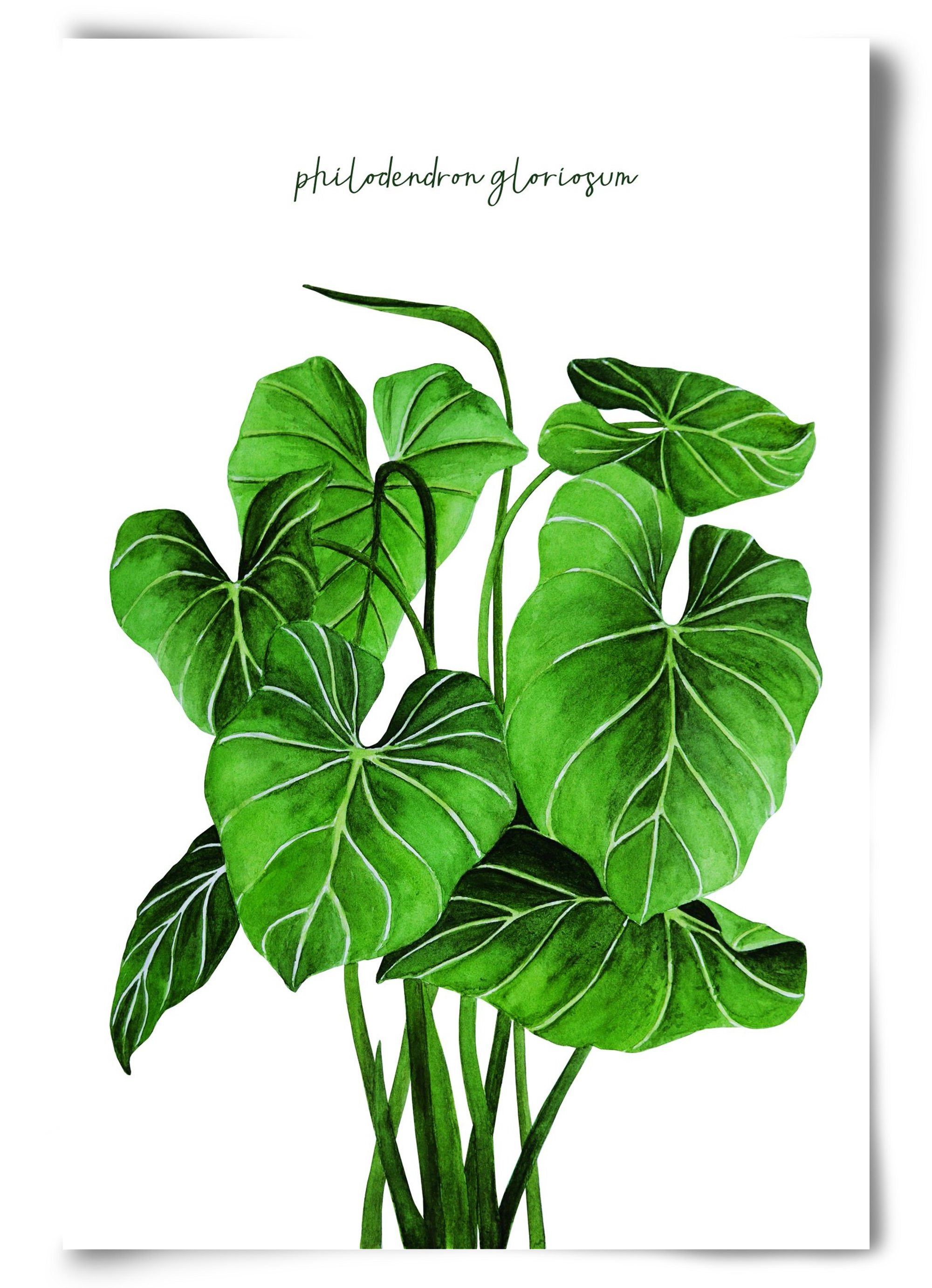 philodendron gloriosum, 60x90 cm, Keret nélkül