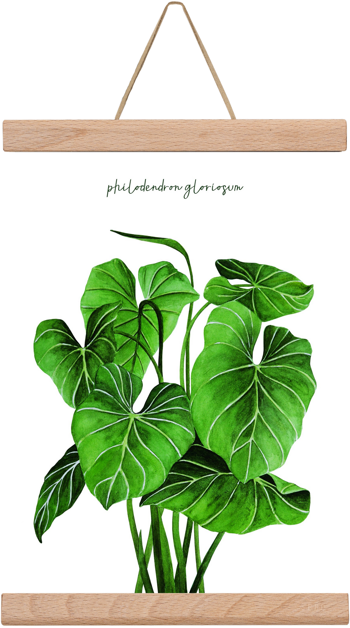 philodendron gloriosum, 20x30 cm (20x30 cm), Tölgy akasztó