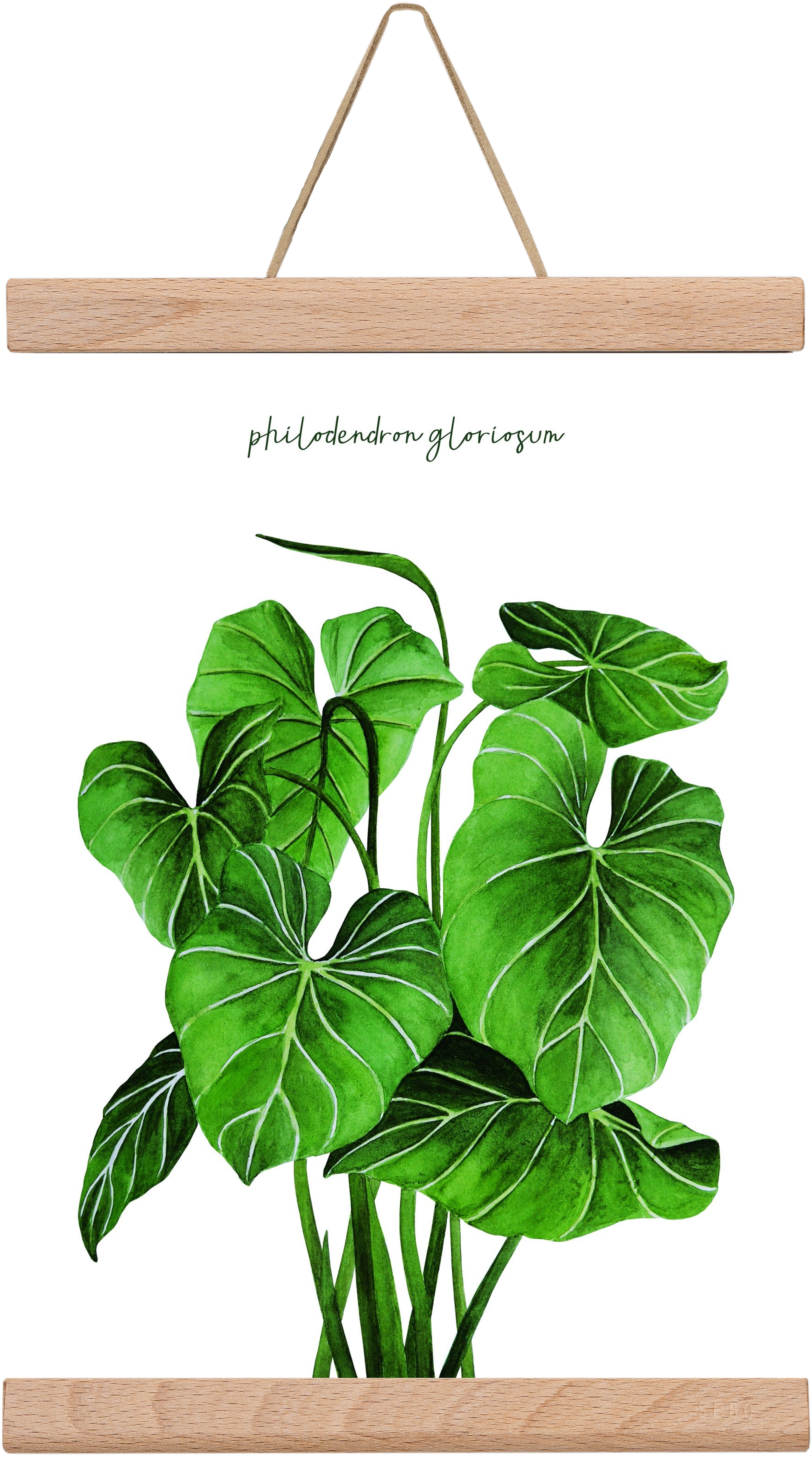 philodendron gloriosum, 20x30 cm (20x30 cm), Tölgy akasztó