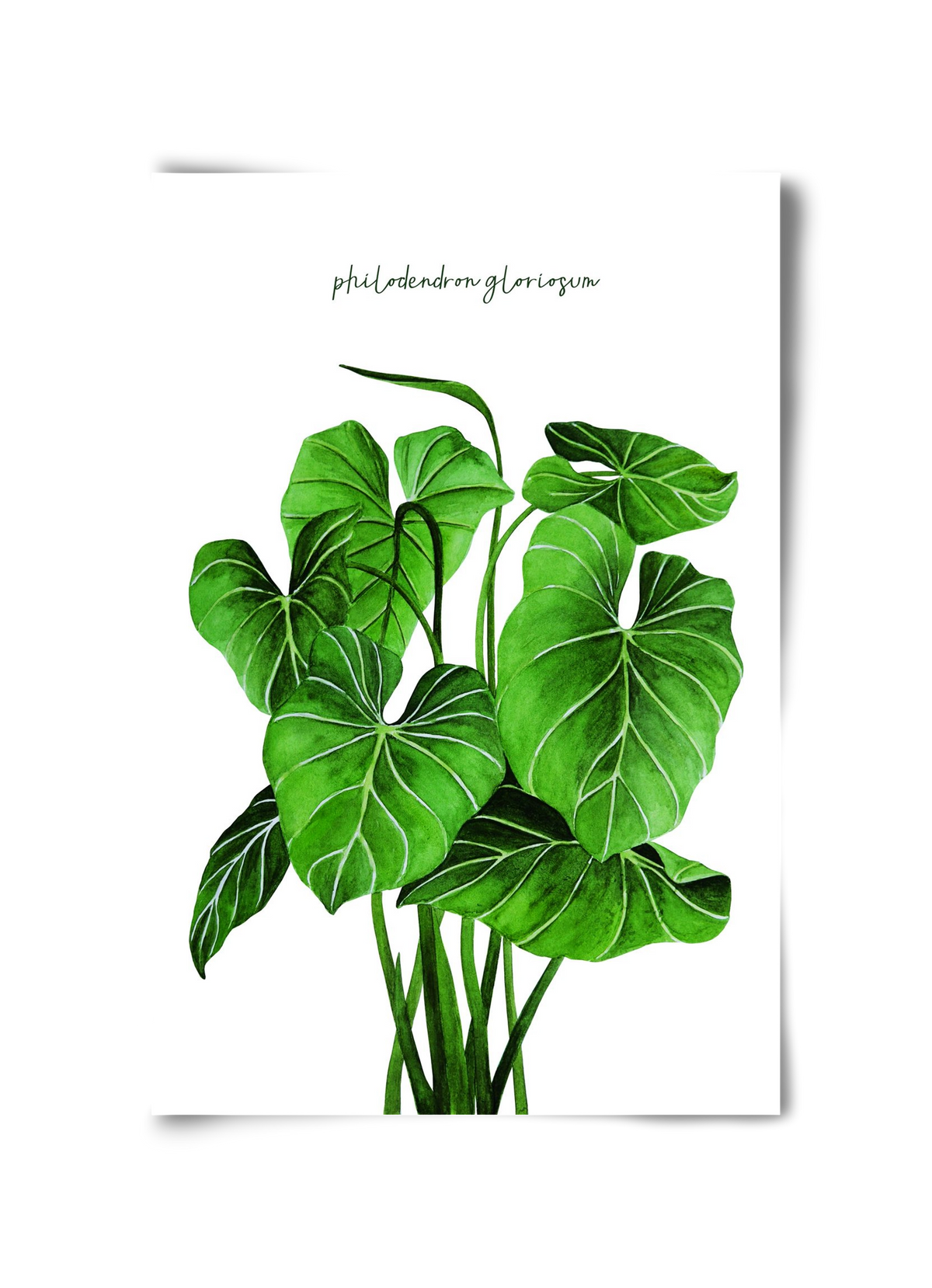 philodendron gloriosum, 30x45 cm, Keret nélkül