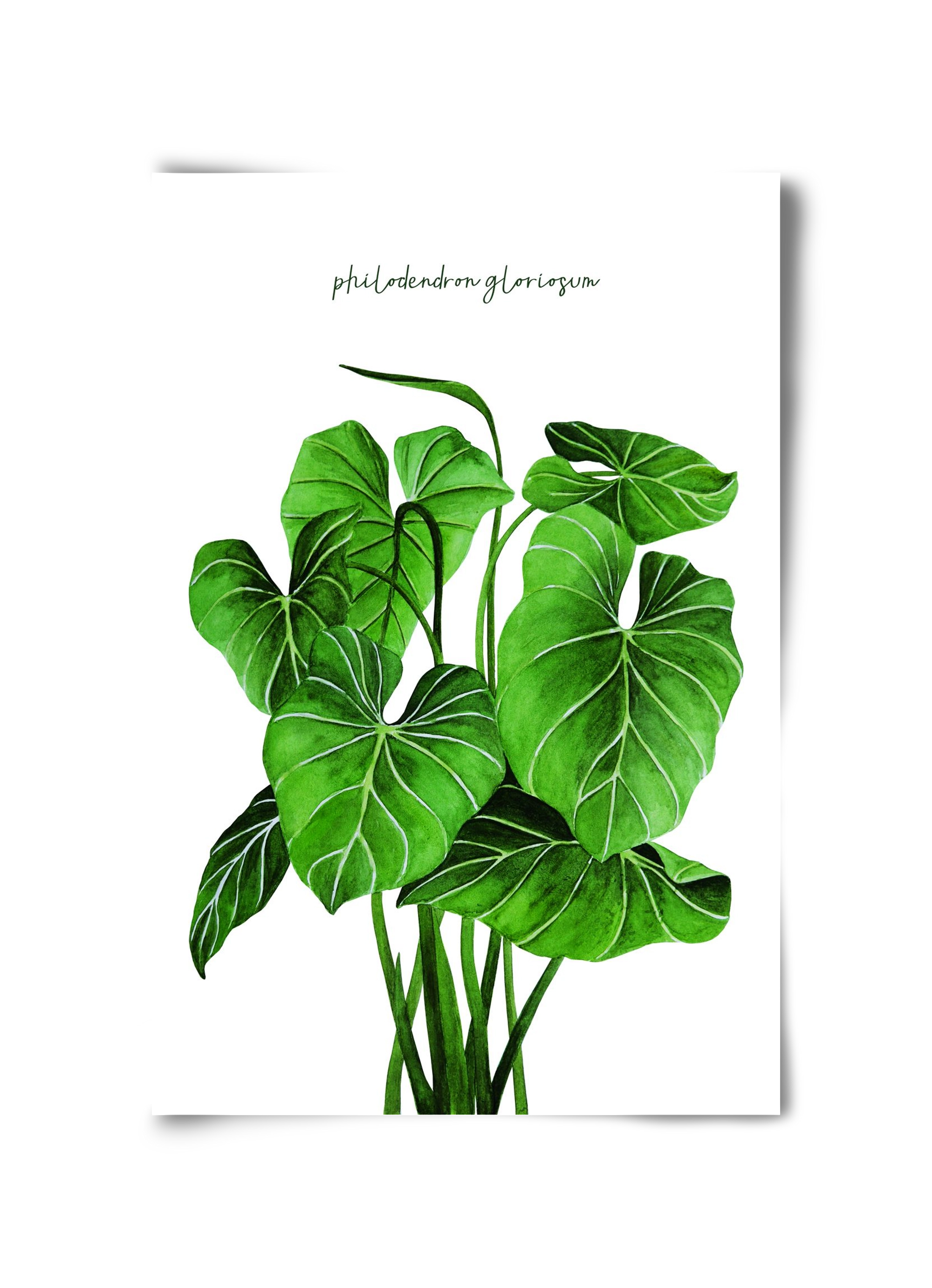 philodendron gloriosum, 30x45 cm, Keret nélkül