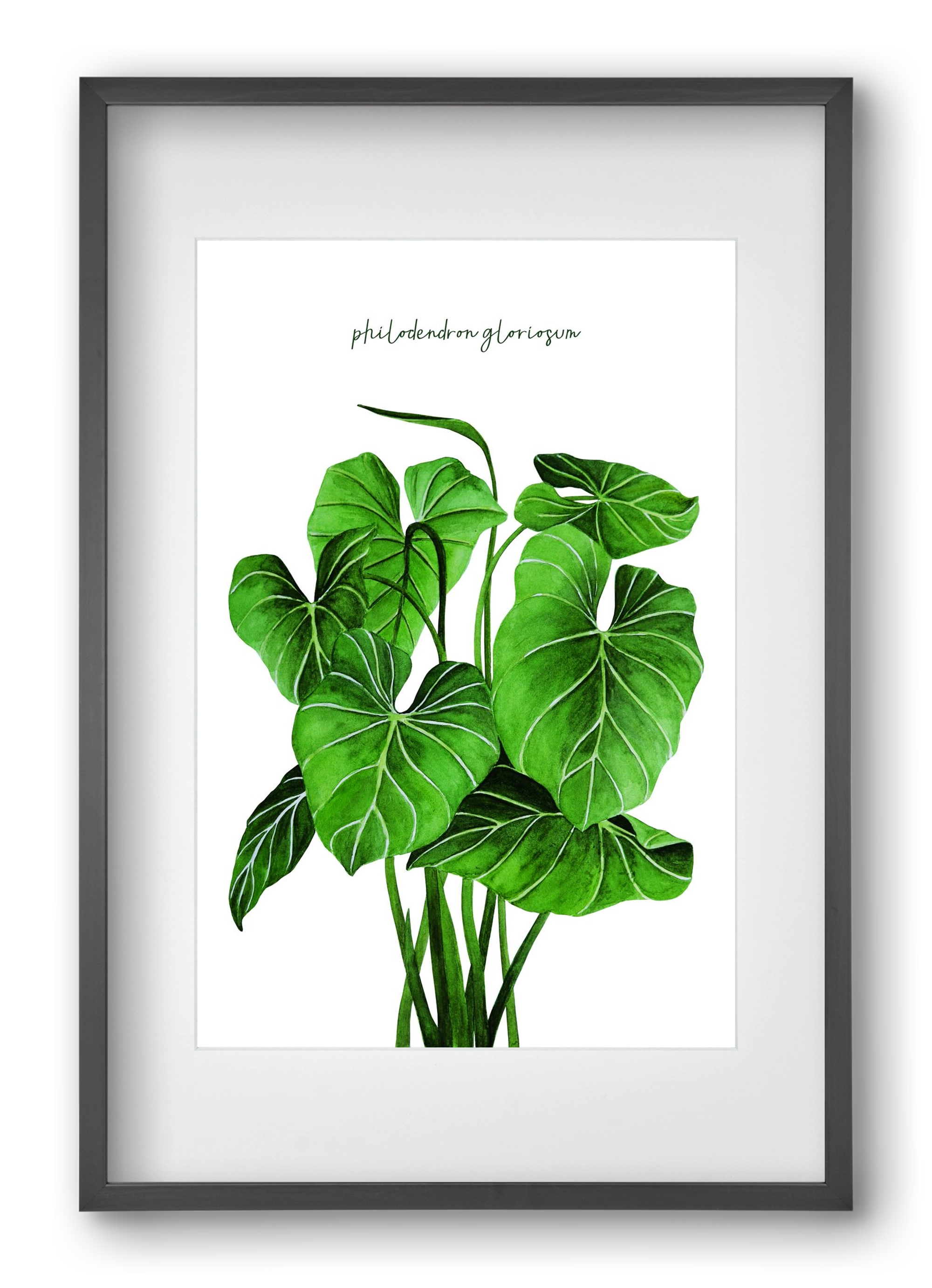 philodendron gloriosum, 40x60 cm (30x45 cm), Fekete keret, paszpartuval