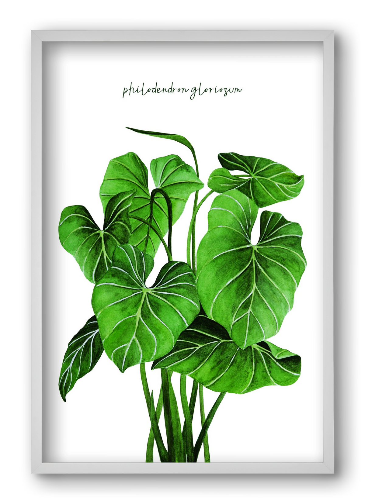 philodendron gloriosum, 40x60 cm (40x60 cm), Fehér keret