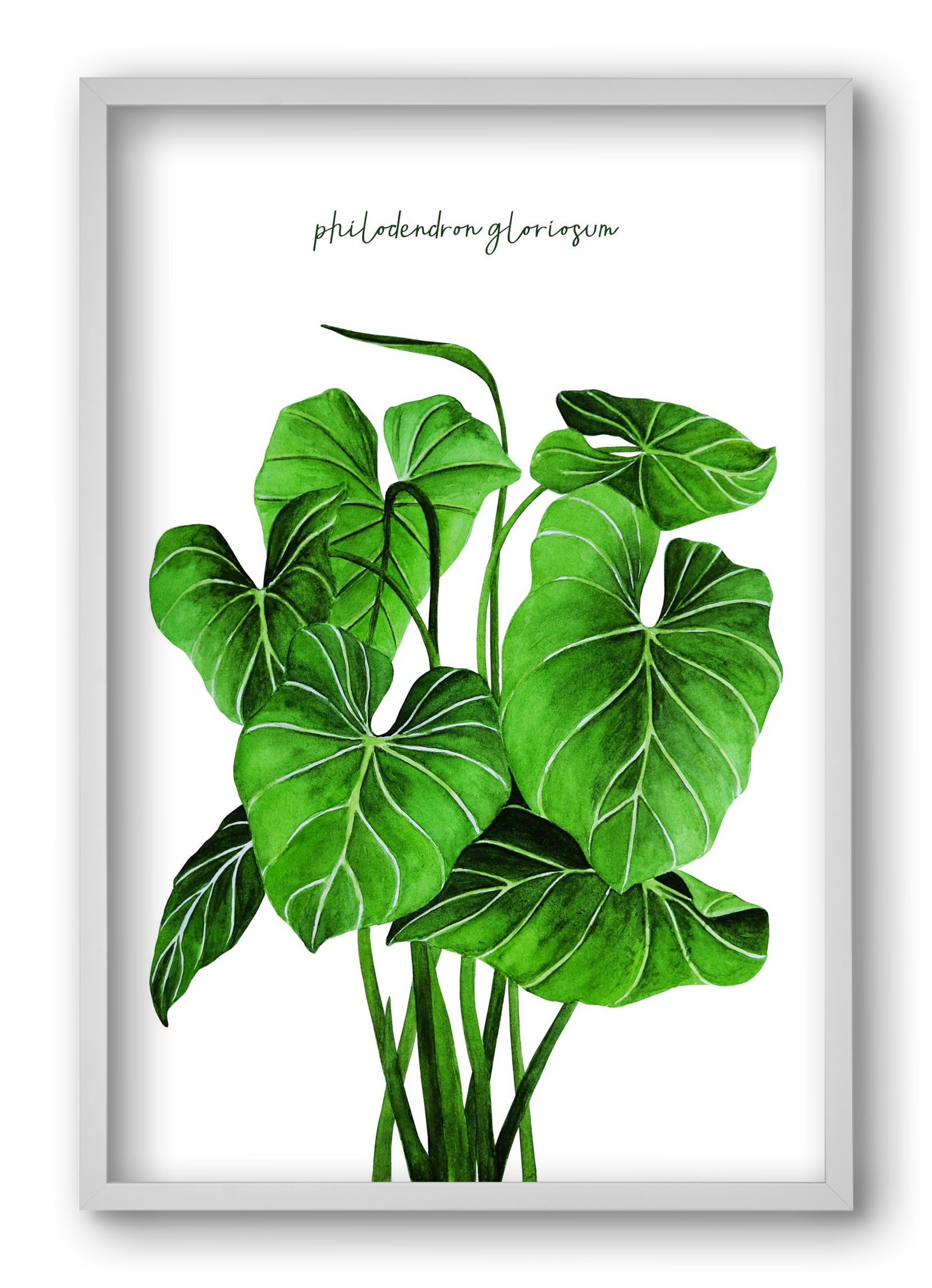 philodendron gloriosum, 40x60 cm (40x60 cm), Fehér keret