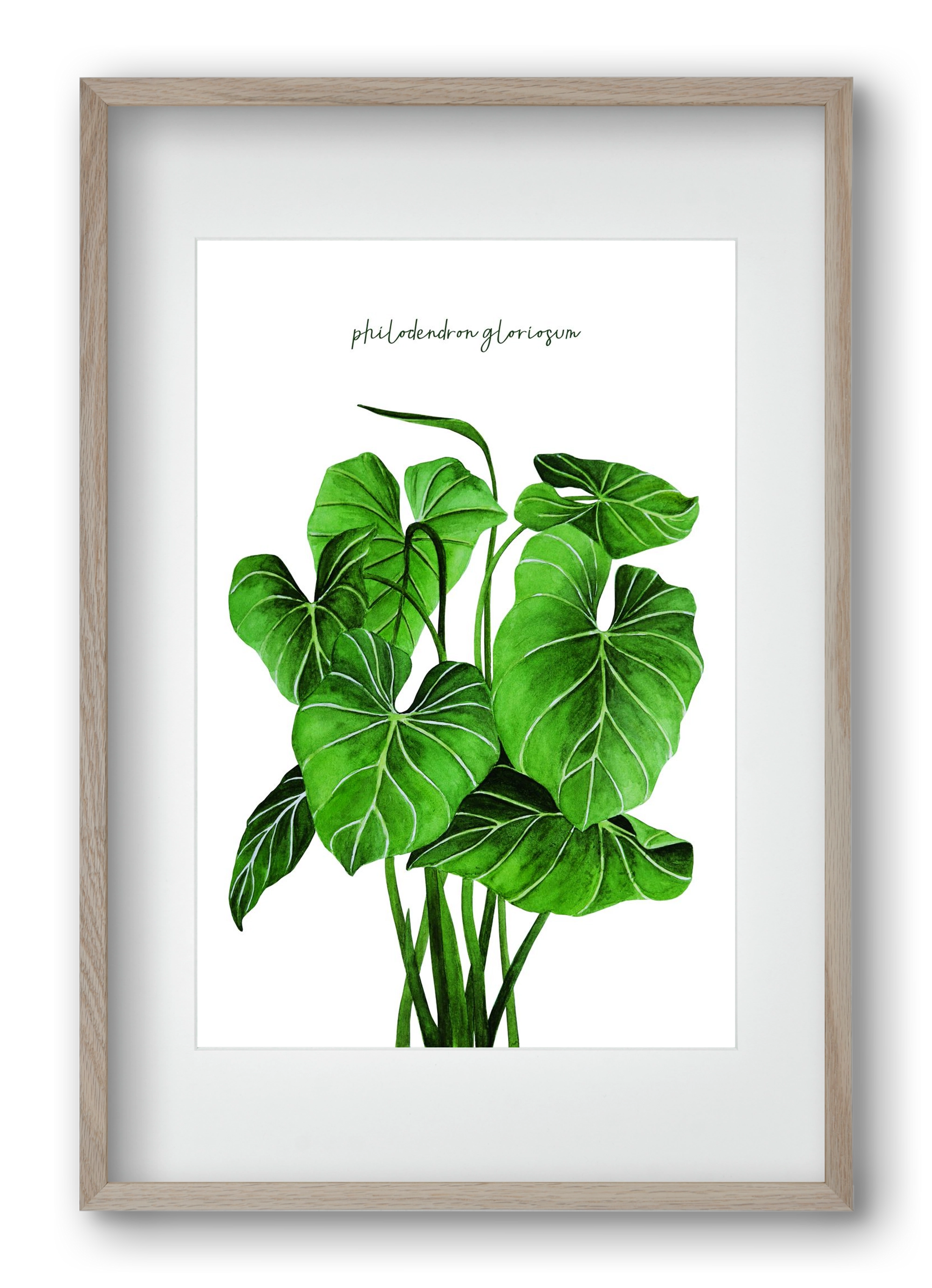 philodendron gloriosum, 40x60 cm (30x45 cm), Tölgy keret, paszpartuval