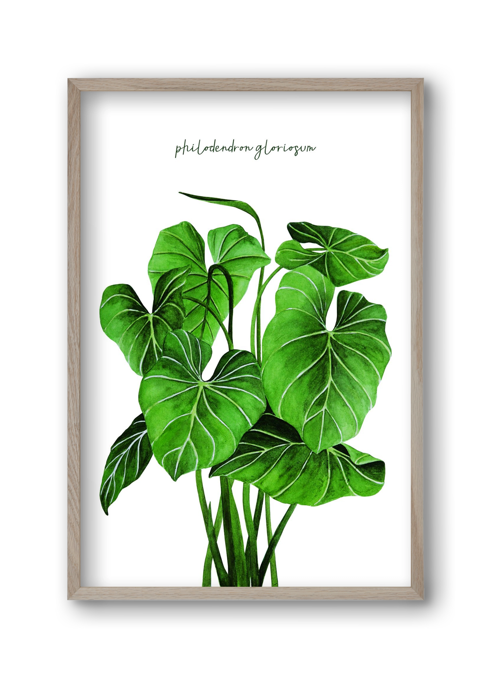 philodendron gloriosum, 30x45 cm (30x45 cm), Tölgy keret