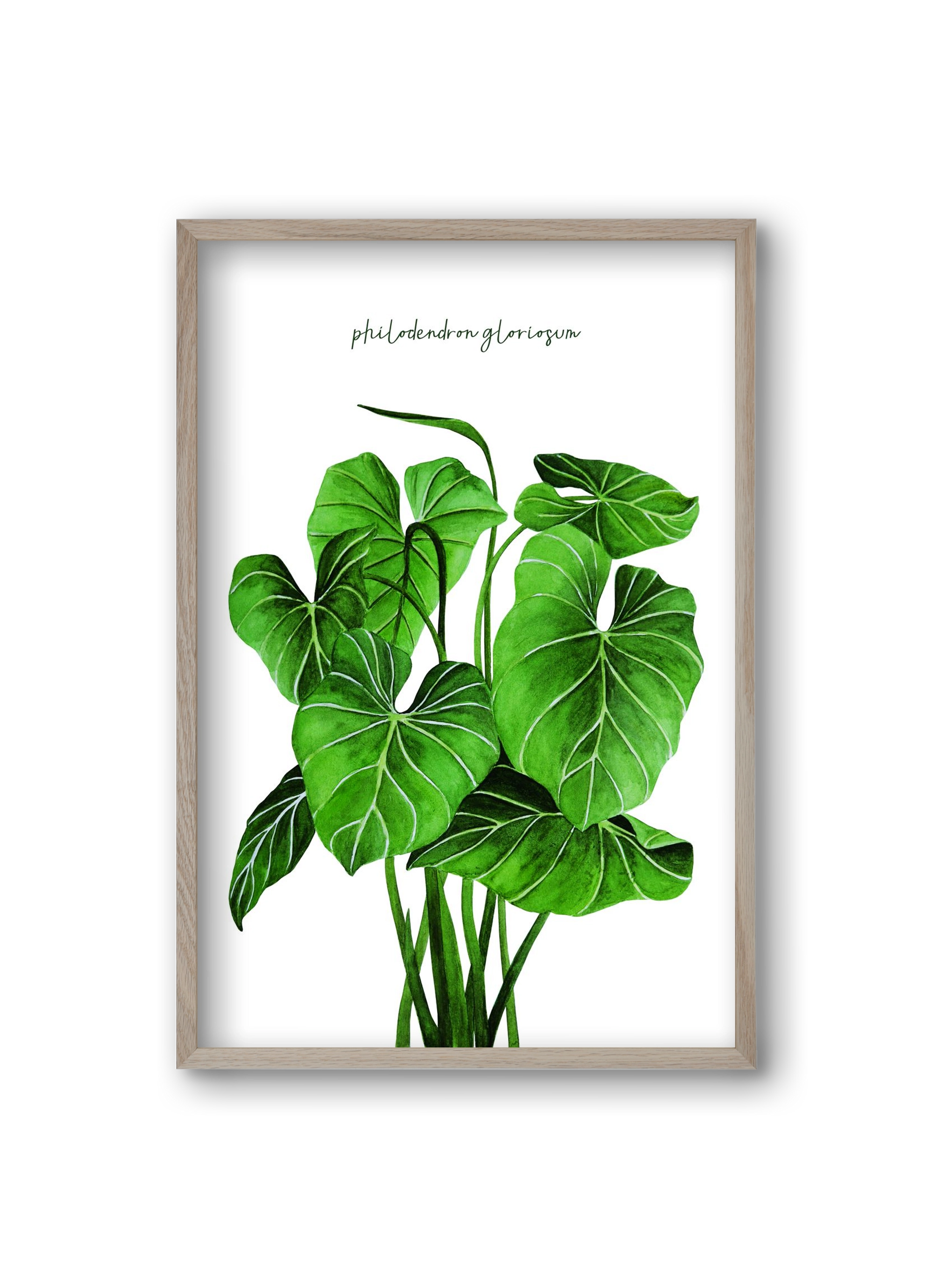 philodendron gloriosum, 20x30 cm (20x30 cm), Tölgy keret