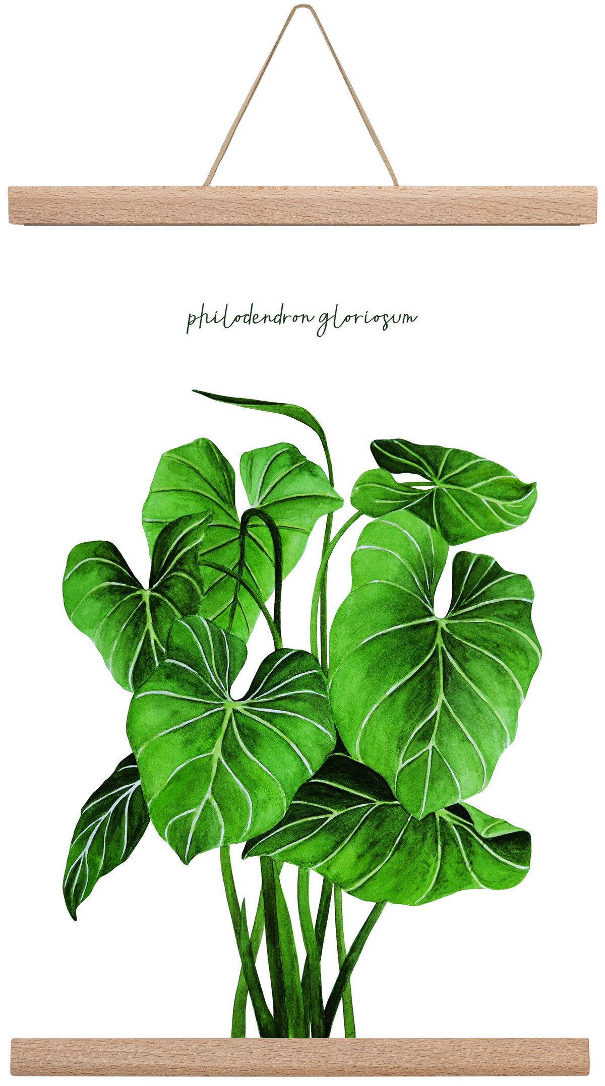philodendron gloriosum, 30x45 cm (30x45 cm), Tölgy akasztó