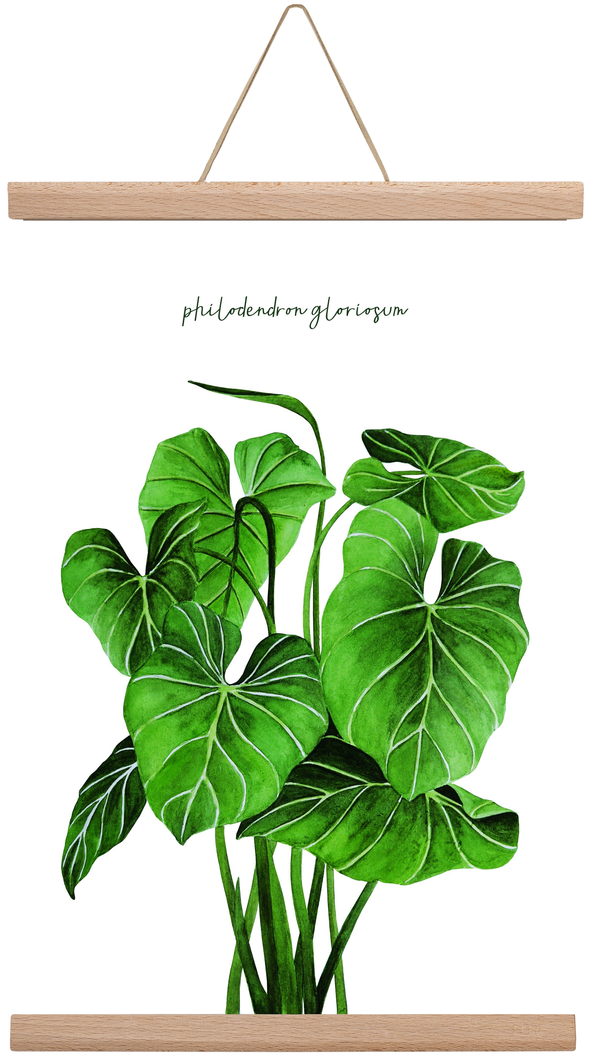 philodendron gloriosum, 30x45 cm (30x45 cm), Tölgy akasztó