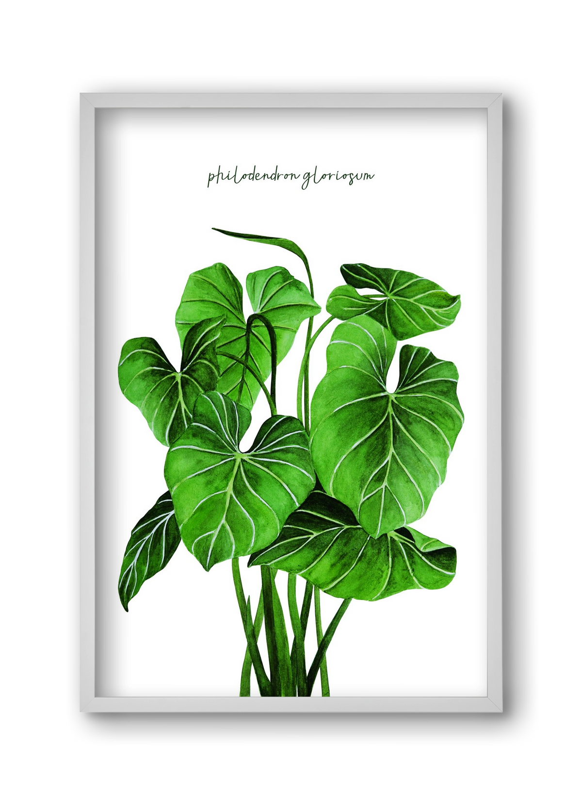 philodendron gloriosum, 30x45 cm (30x45 cm), Fehér keret