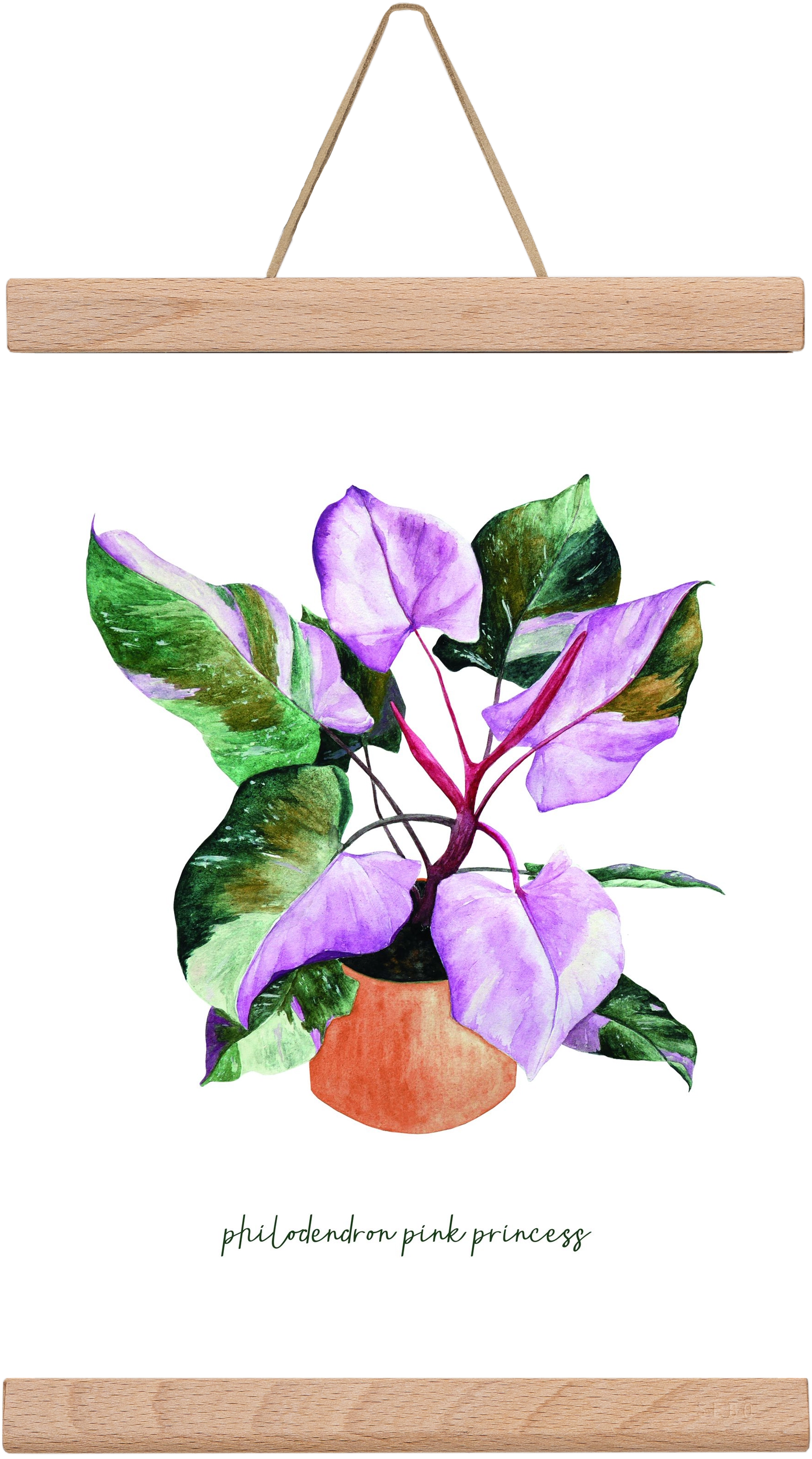 philodendron pink princess, 20x30 cm (20x30 cm), Tölgy akasztó
