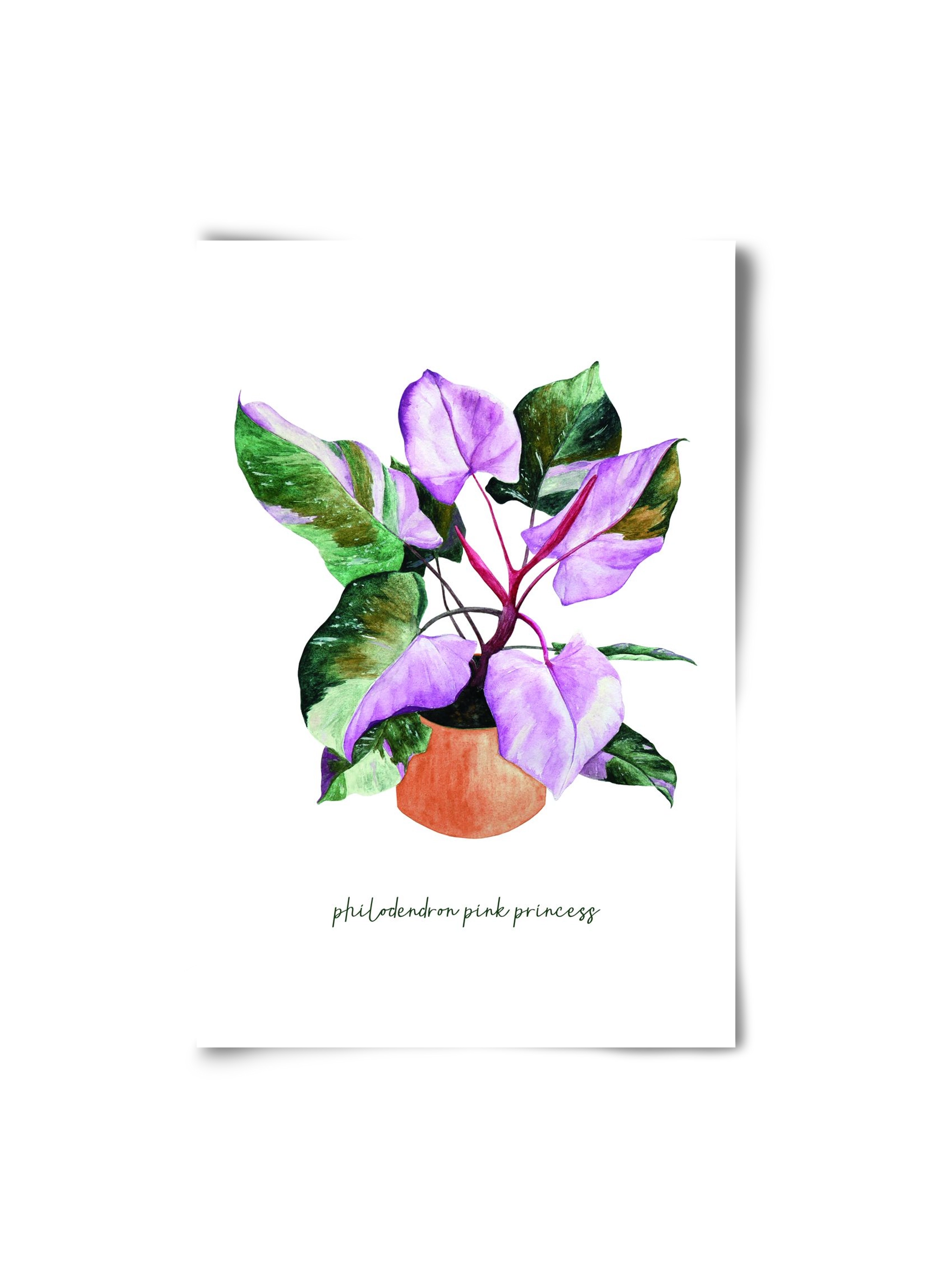 philodendron pink princess, 20x30 cm, Keret nélkül