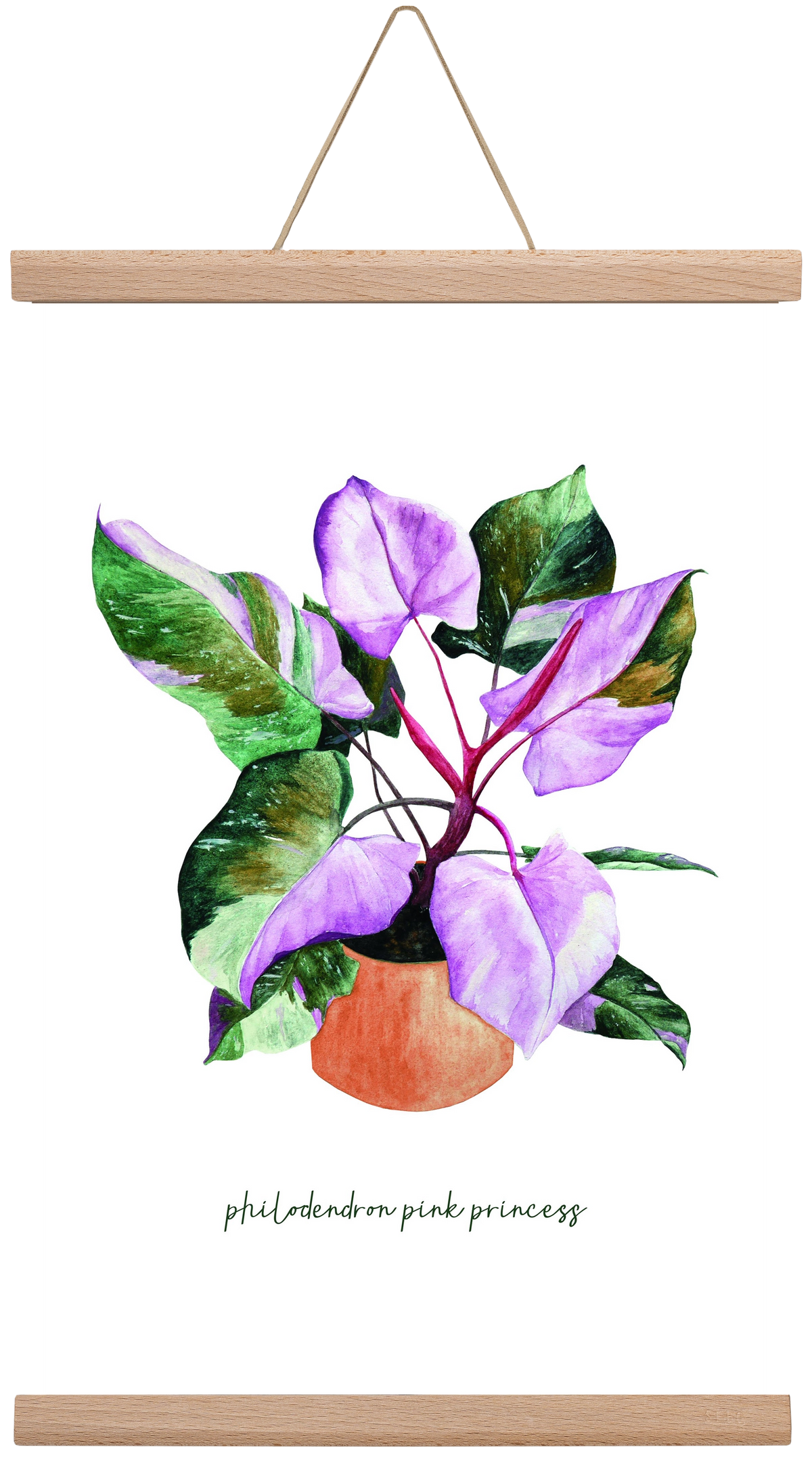 philodendron pink princess, 30x45 cm (30x45 cm), Tölgy akasztó