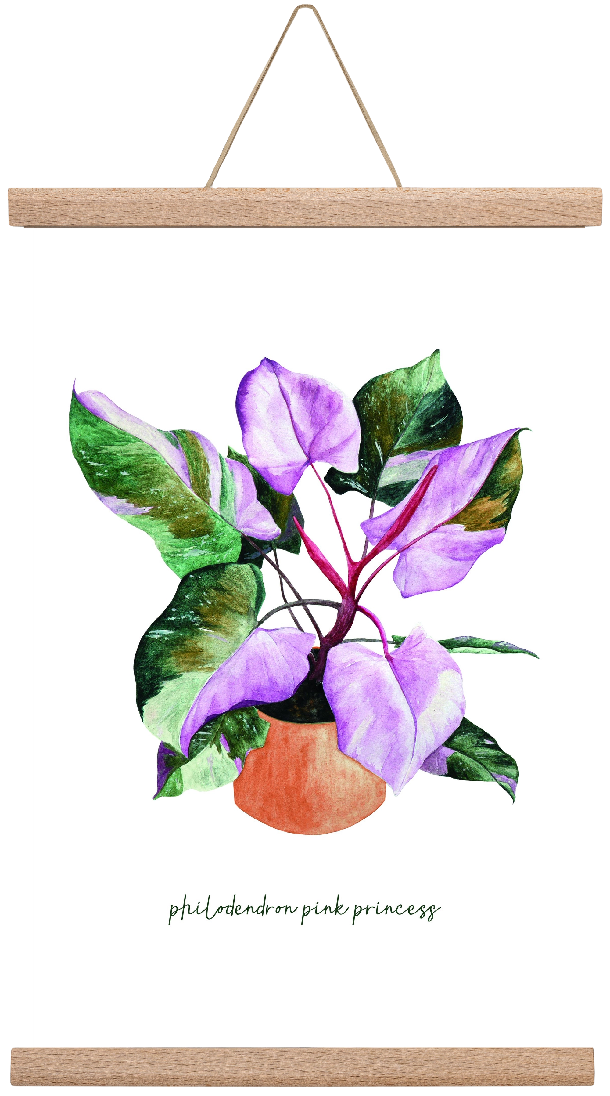 philodendron pink princess, 30x45 cm (30x45 cm), Tölgy akasztó