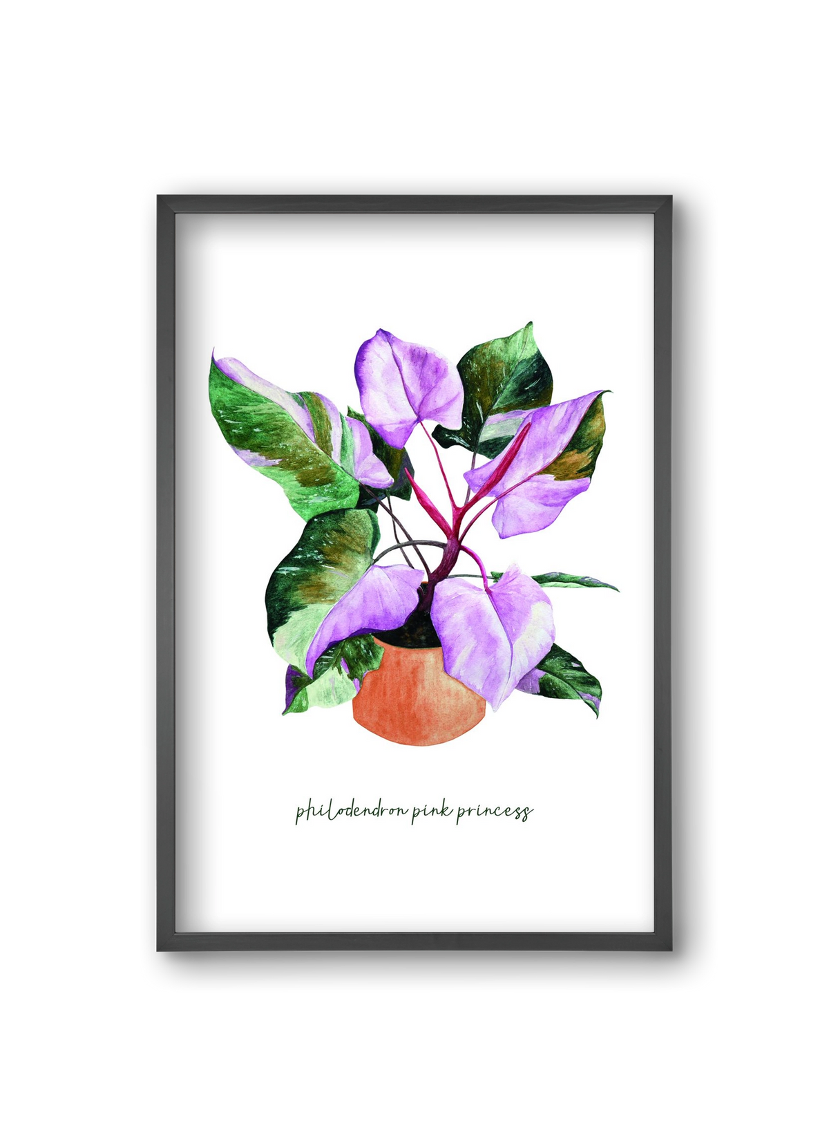 philodendron pink princess, 20x30 cm (20x30 cm), Fekete keret