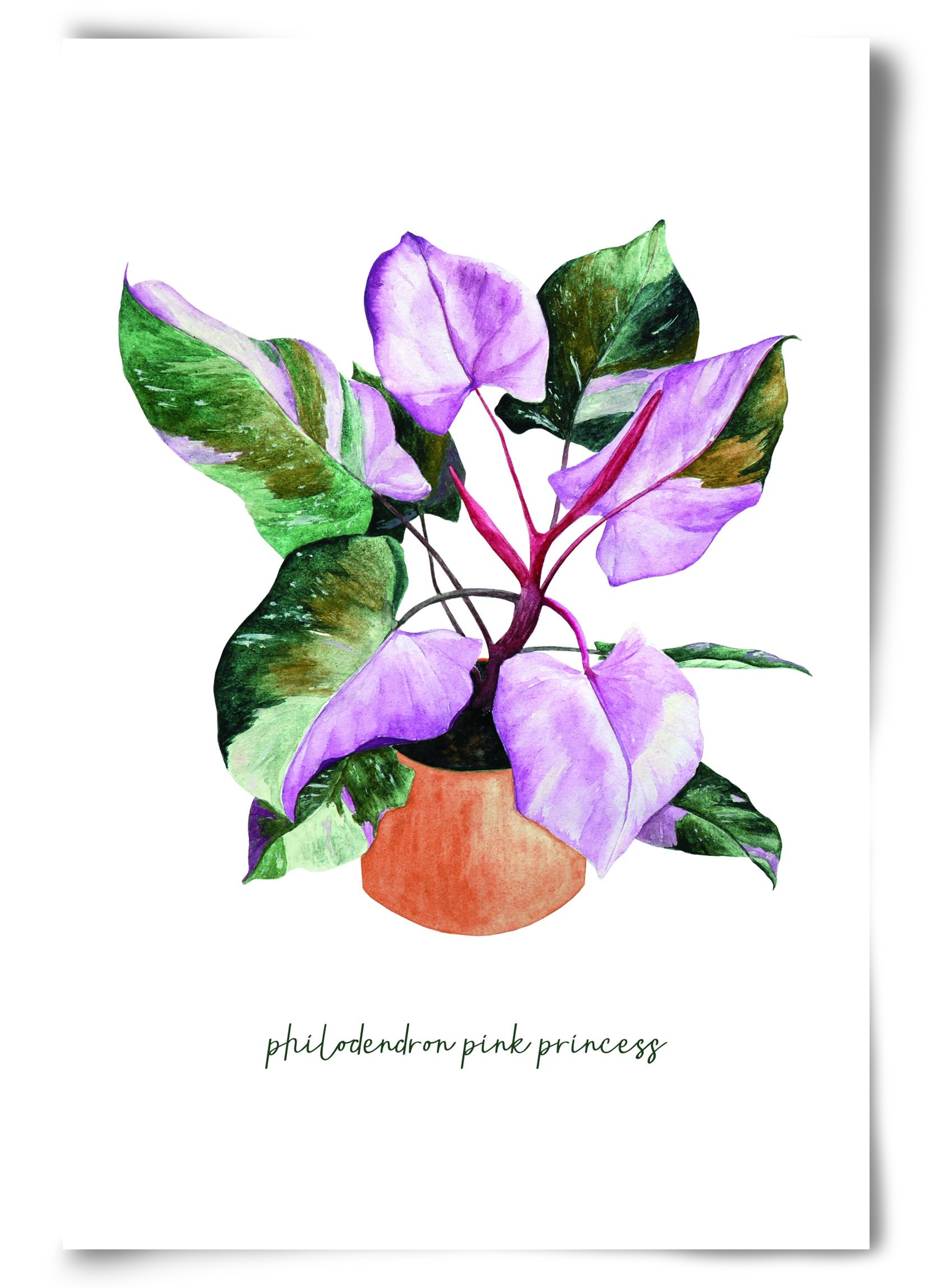 philodendron pink princess, 60x90 cm, Keret nélkül