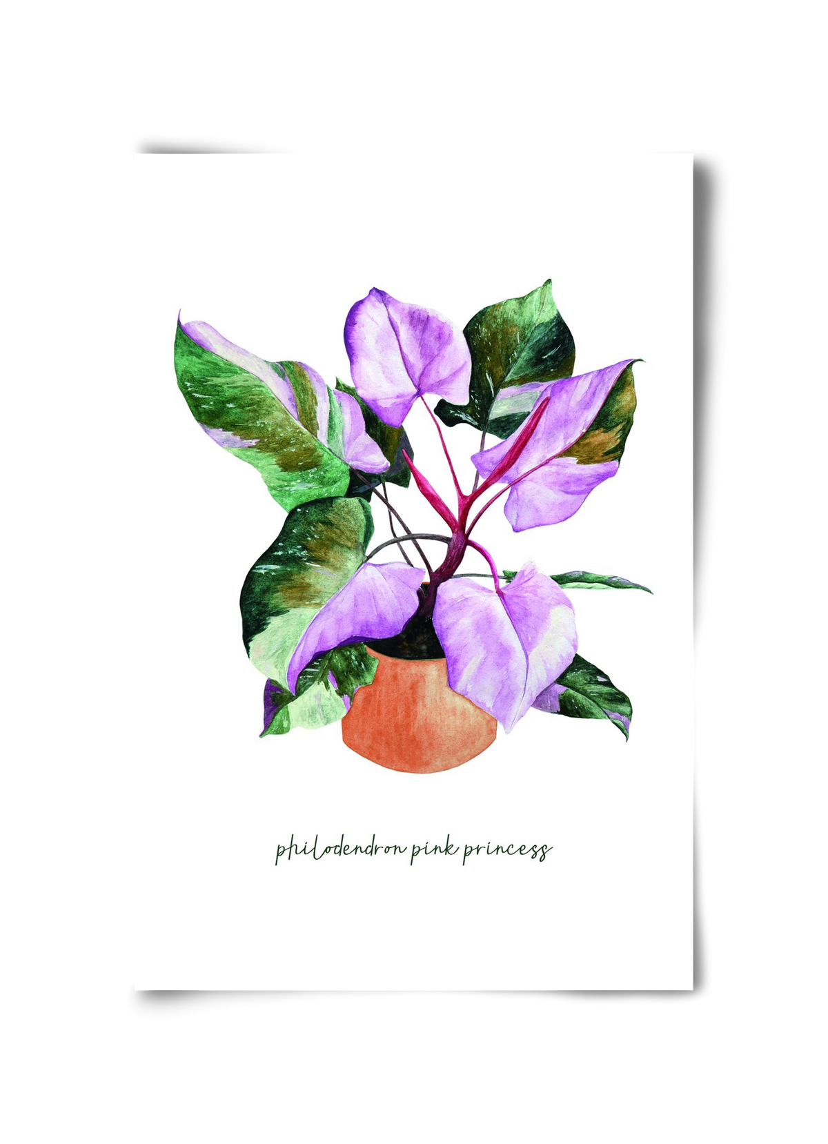 philodendron pink princess, 30x45 cm, Keret nélkül