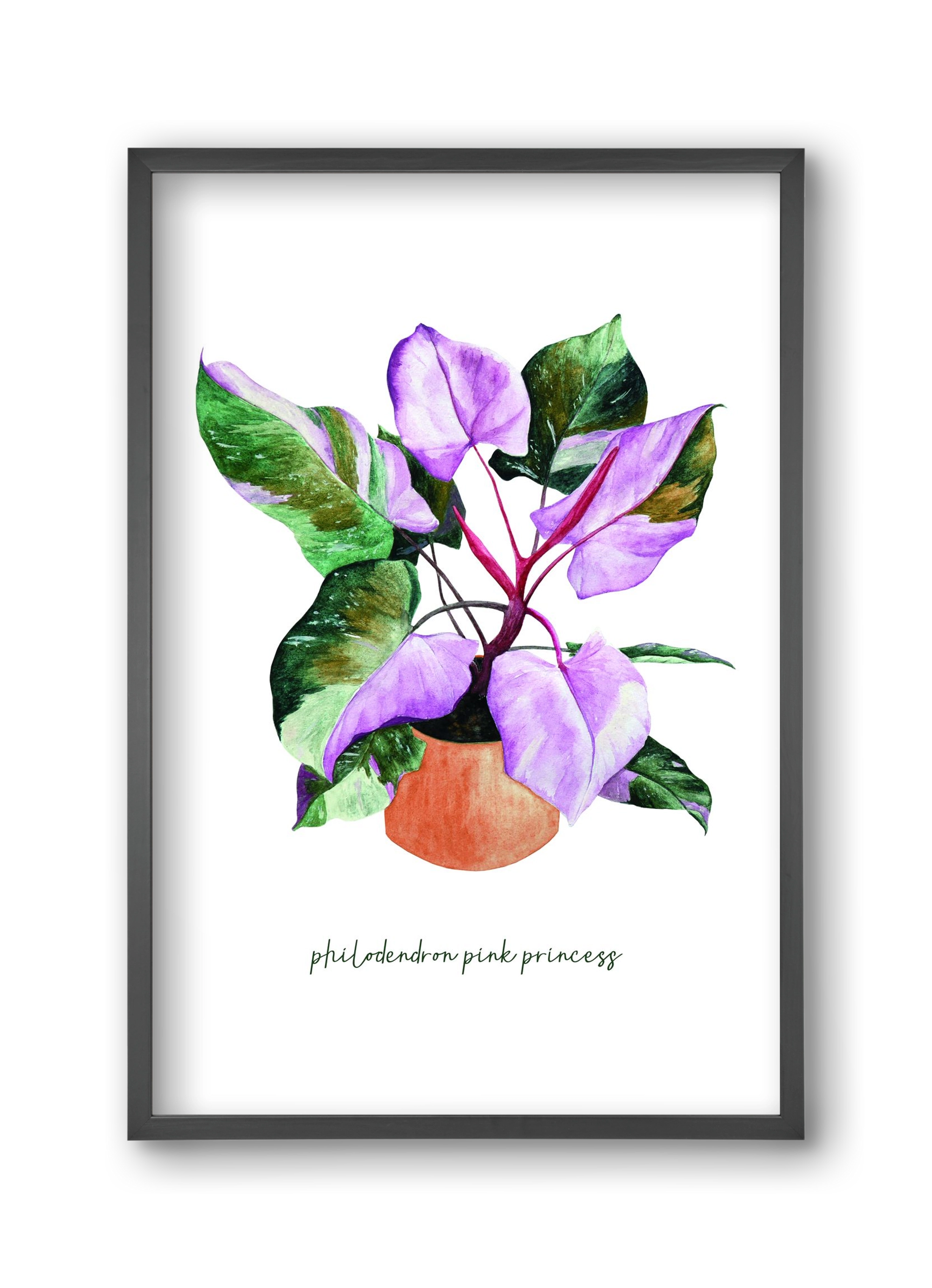 philodendron pink princess, 30x45 cm (30x45 cm), Fekete keret