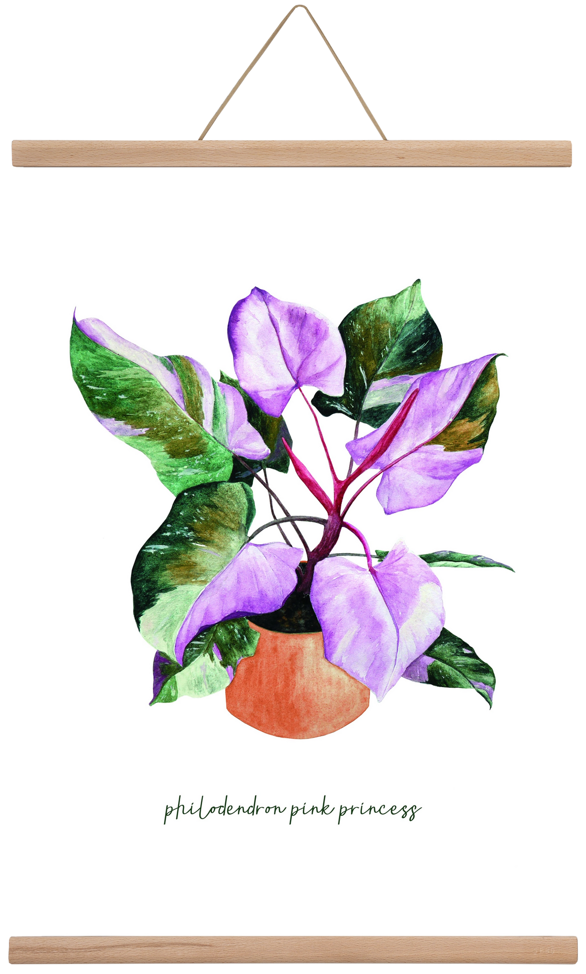 philodendron pink princess, 40x60 cm (40x60 cm), Tölgy akasztó