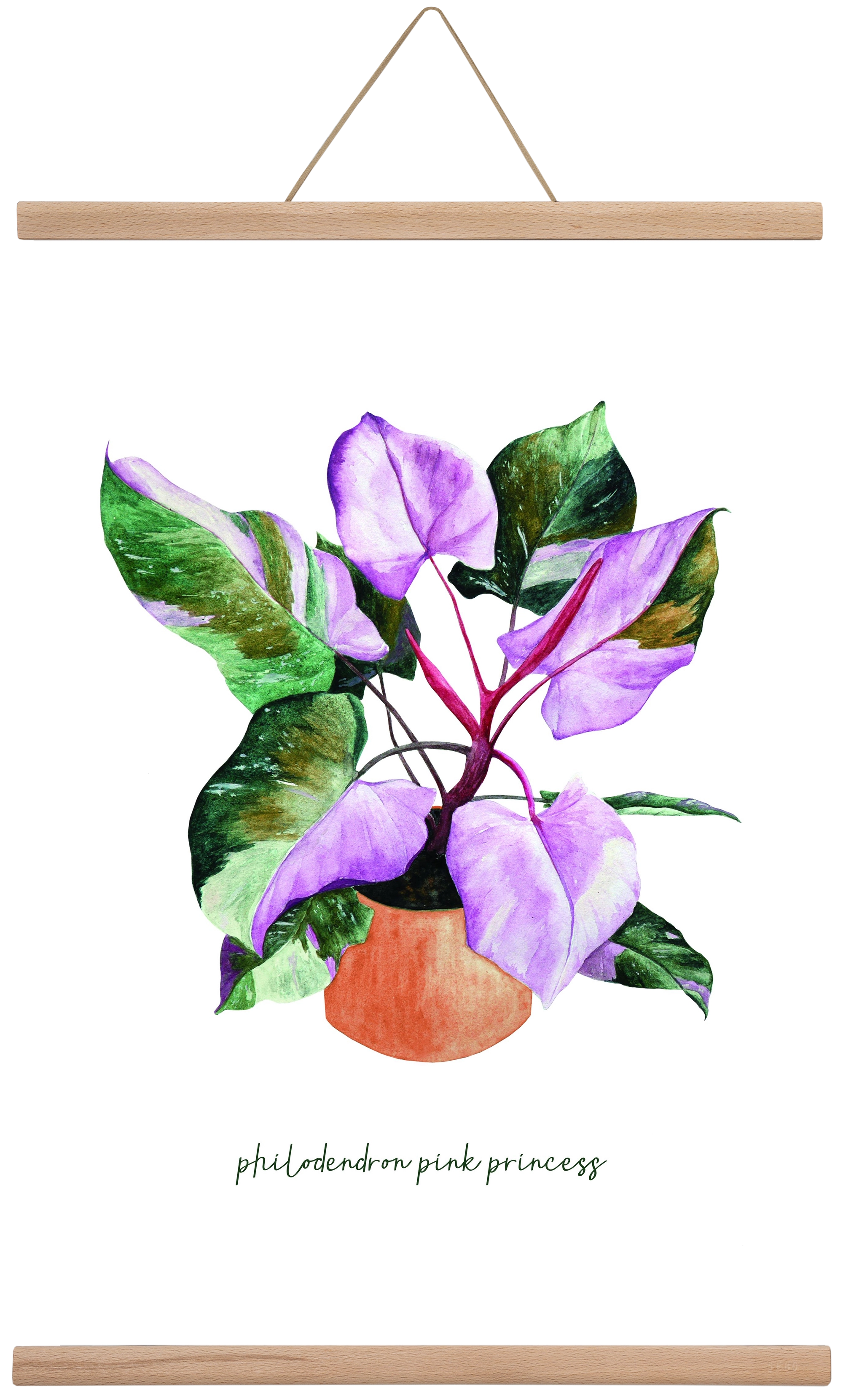 philodendron pink princess, 40x60 cm (40x60 cm), Tölgy akasztó