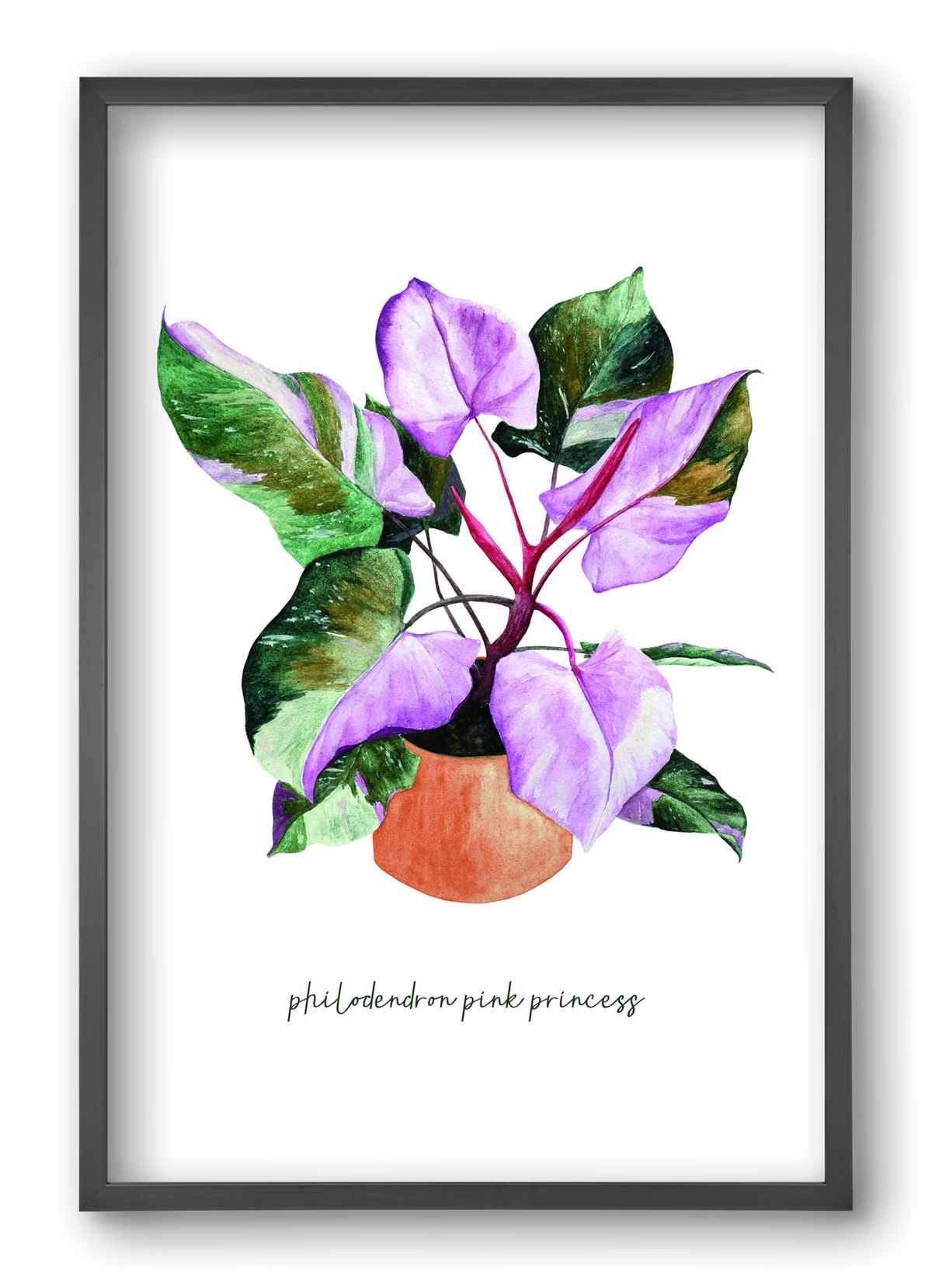 philodendron pink princess, 40x60 cm (40x60 cm), Fekete keret