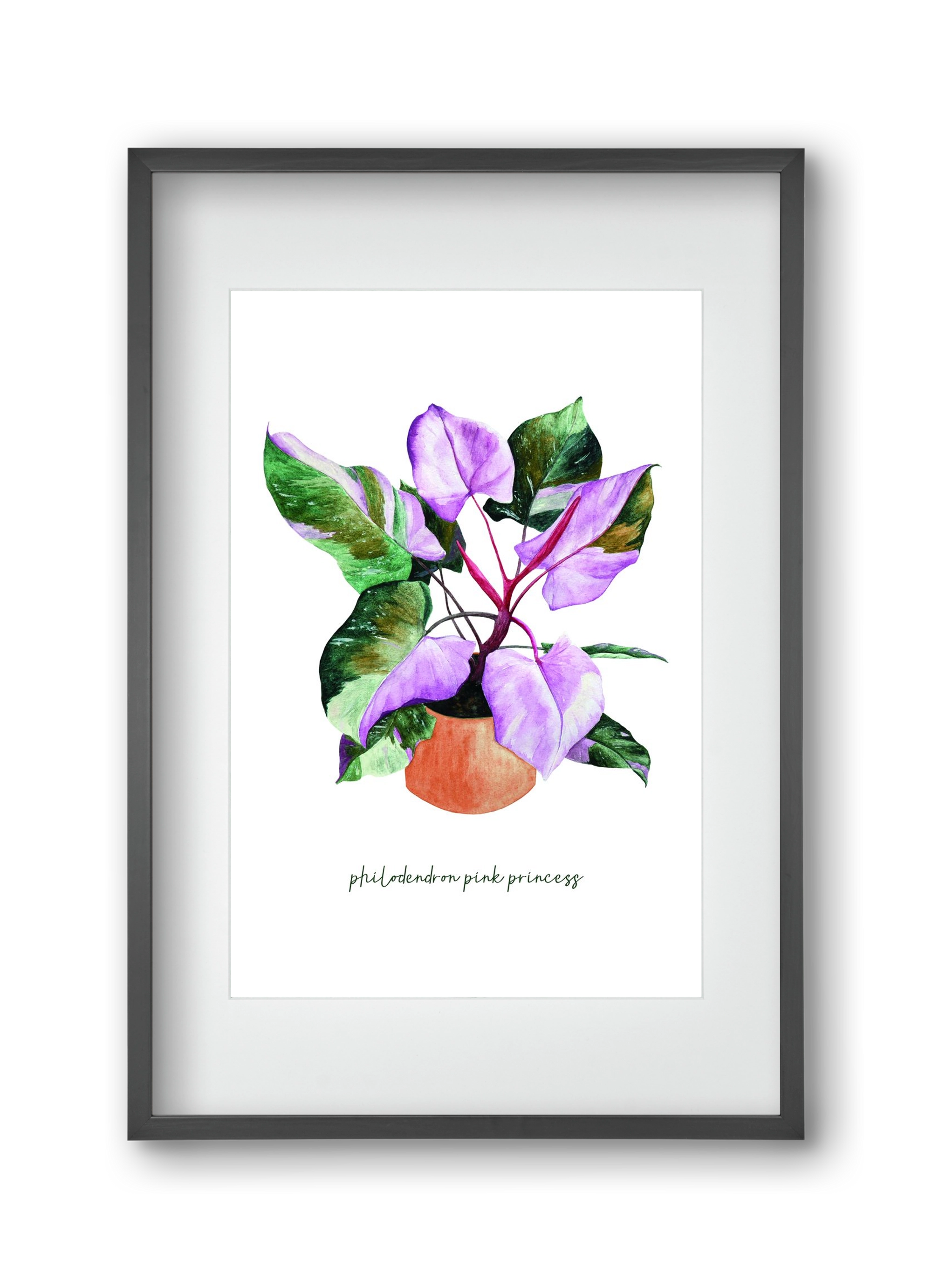 philodendron pink princess, 30x45 cm (20x30 cm), Fekete keret, paszpartuval