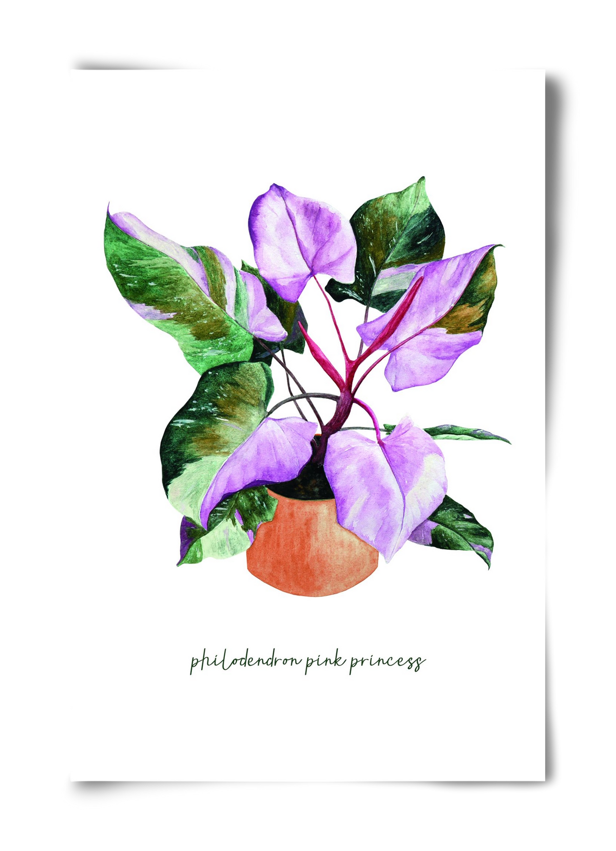philodendron pink princess, 40x60 cm, Keret nélkül