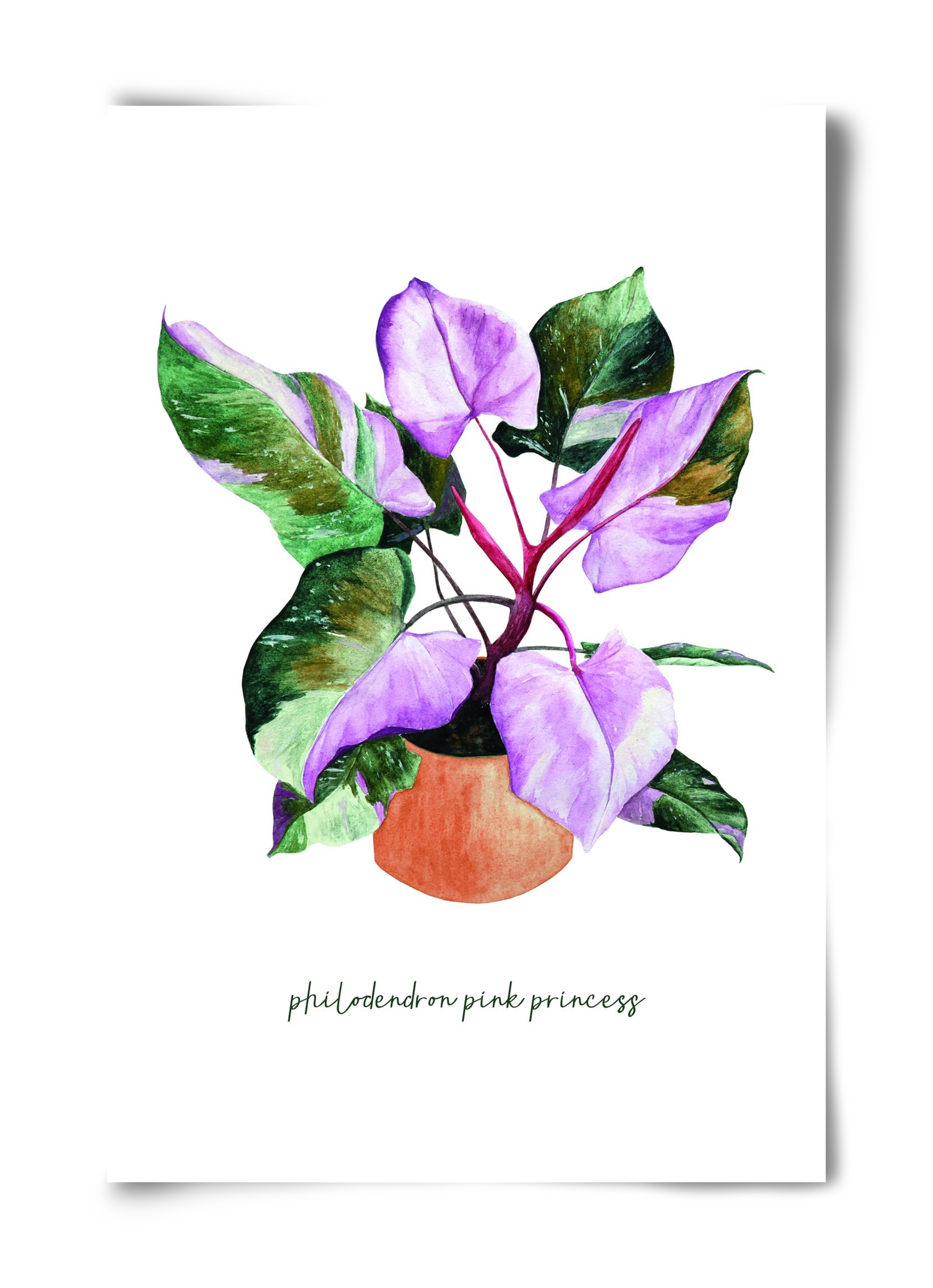 philodendron pink princess, 40x60 cm, Keret nélkül
