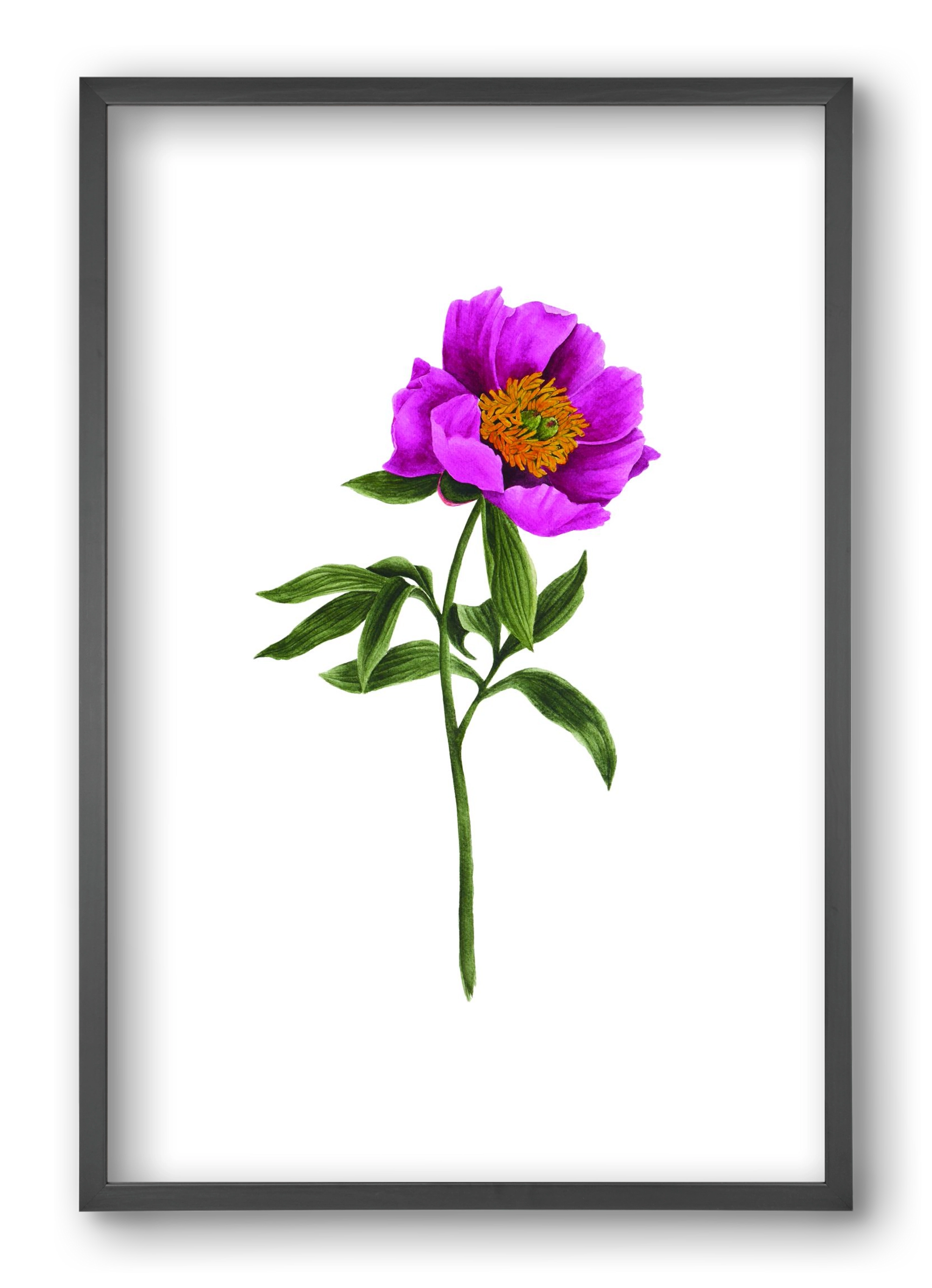bánáti bazsarózsa, 40x60 cm (40x60 cm), Fekete keret