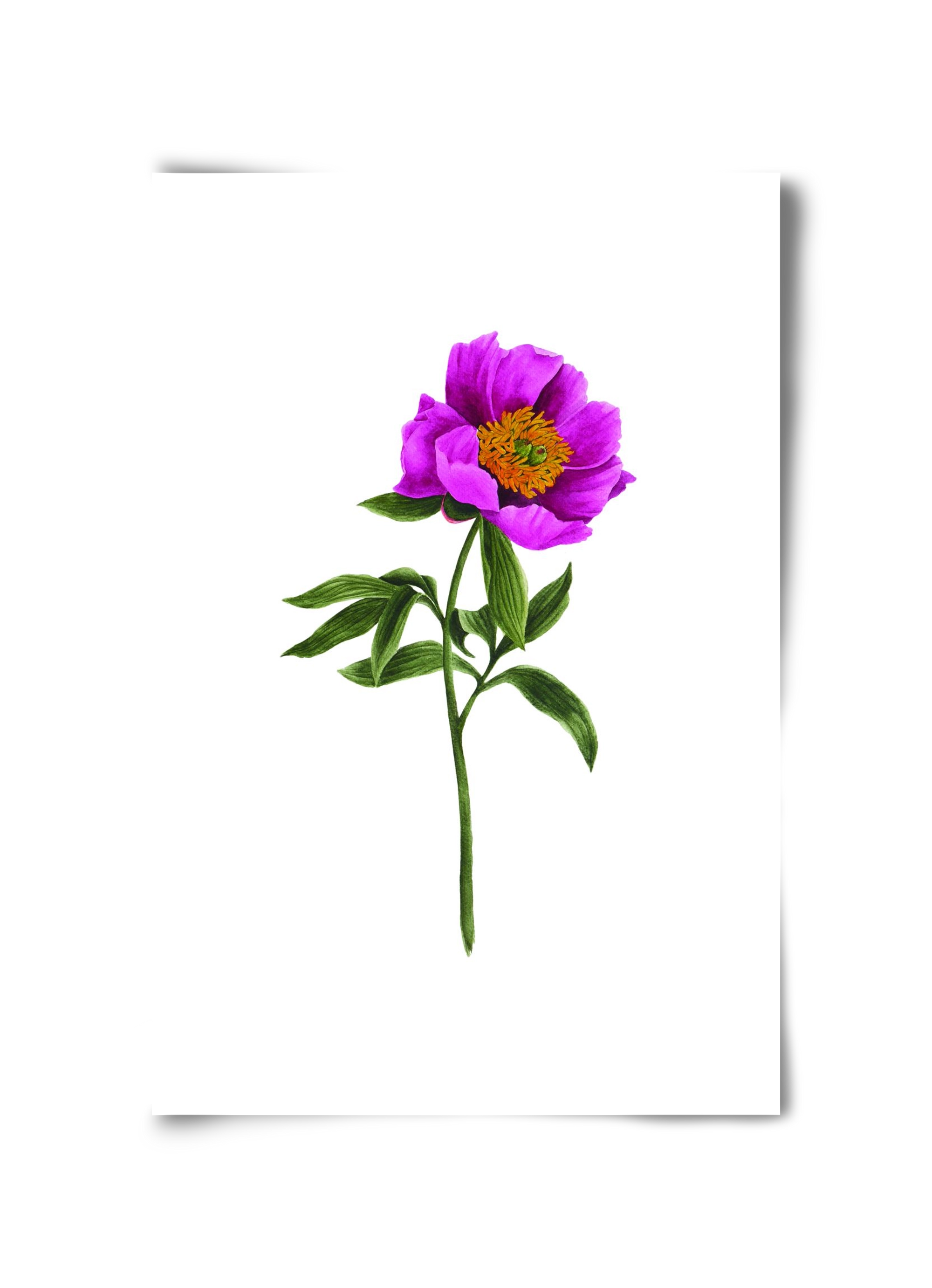 bánáti bazsarózsa, 30x45 cm, Keret nélkül