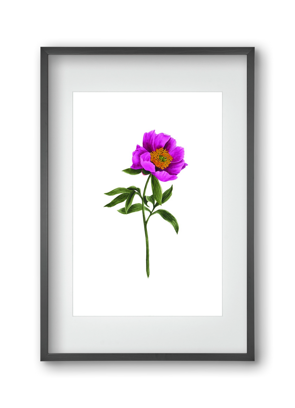 bánáti bazsarózsa, 30x45 cm (20x30 cm), Fekete keret, paszpartuval