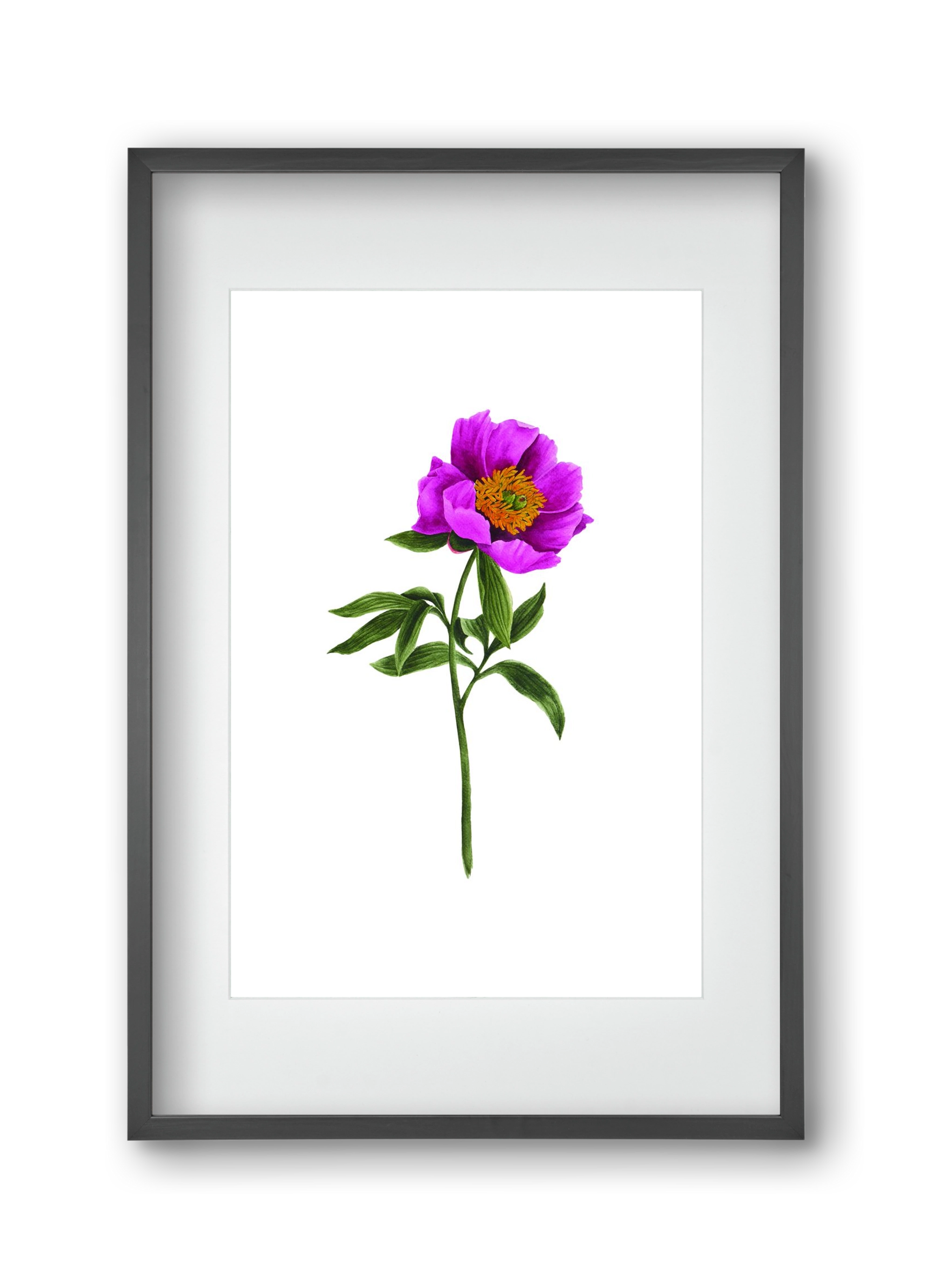 bánáti bazsarózsa, 30x45 cm (20x30 cm), Fekete keret, paszpartuval