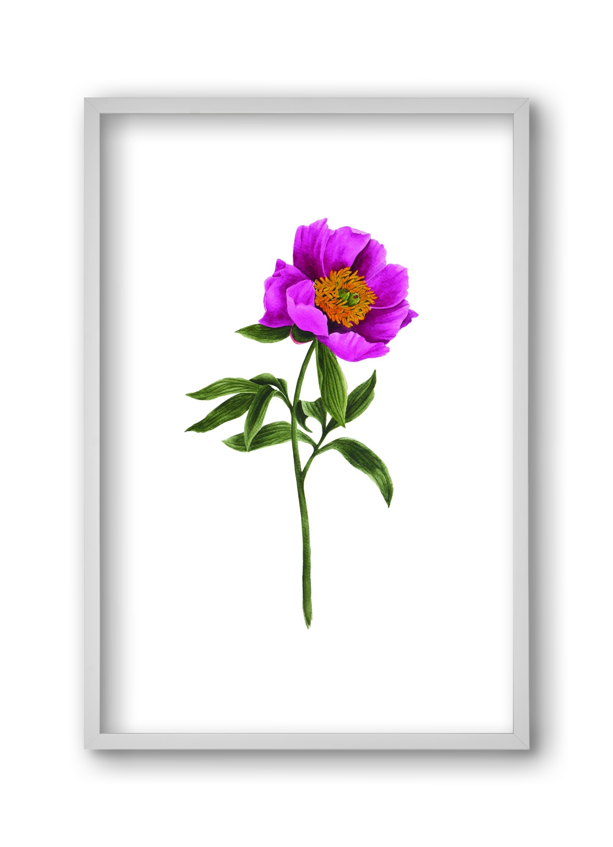 bánáti bazsarózsa, 30x45 cm (30x45 cm), Fehér keret