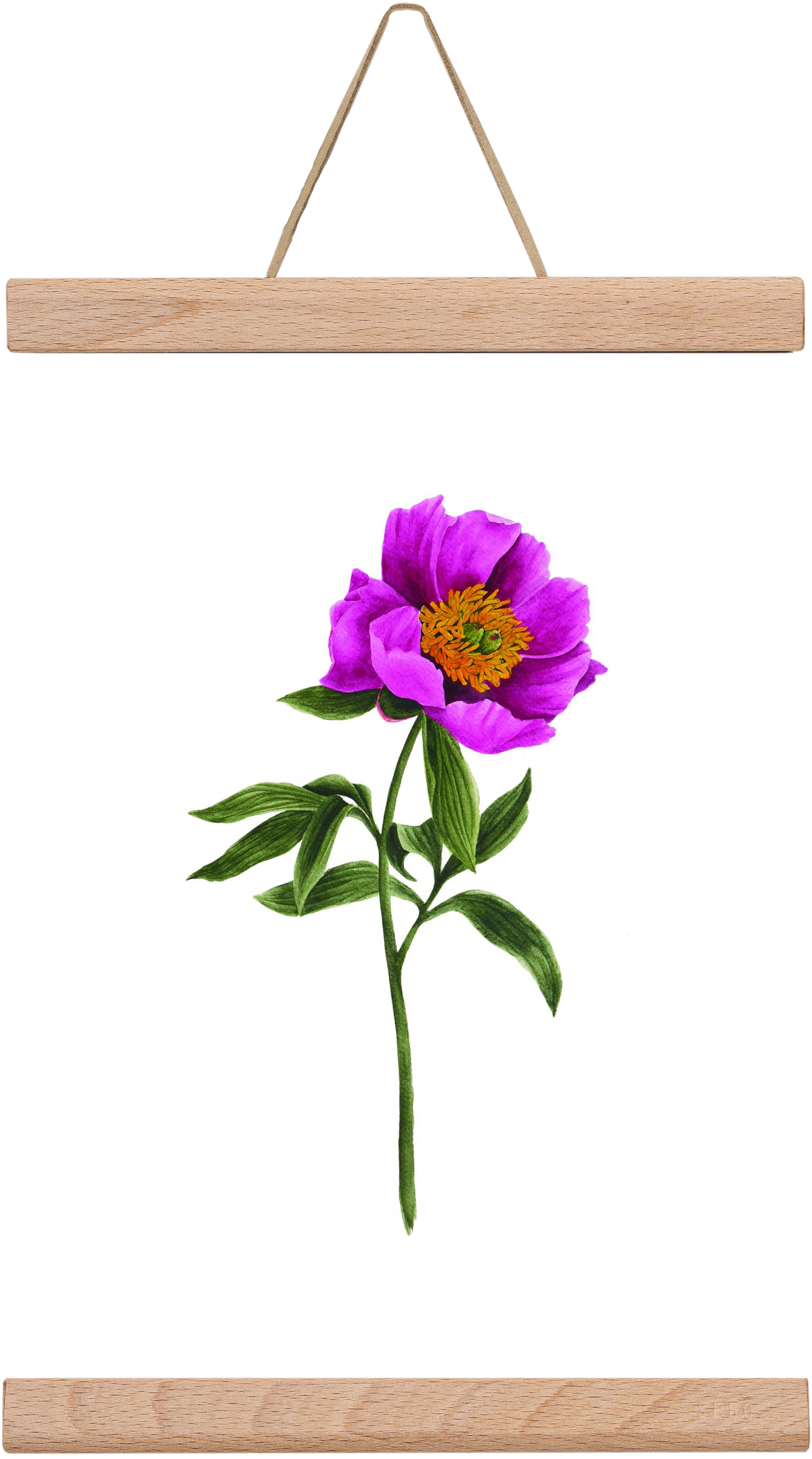 bánáti bazsarózsa, 20x30 cm (20x30 cm), Tölgy akasztó