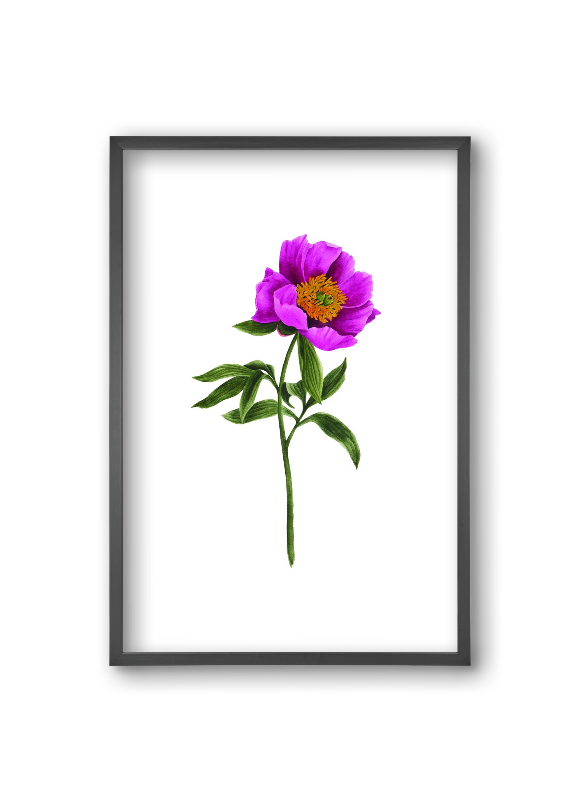 bánáti bazsarózsa, 20x30 cm (20x30 cm), Fekete keret