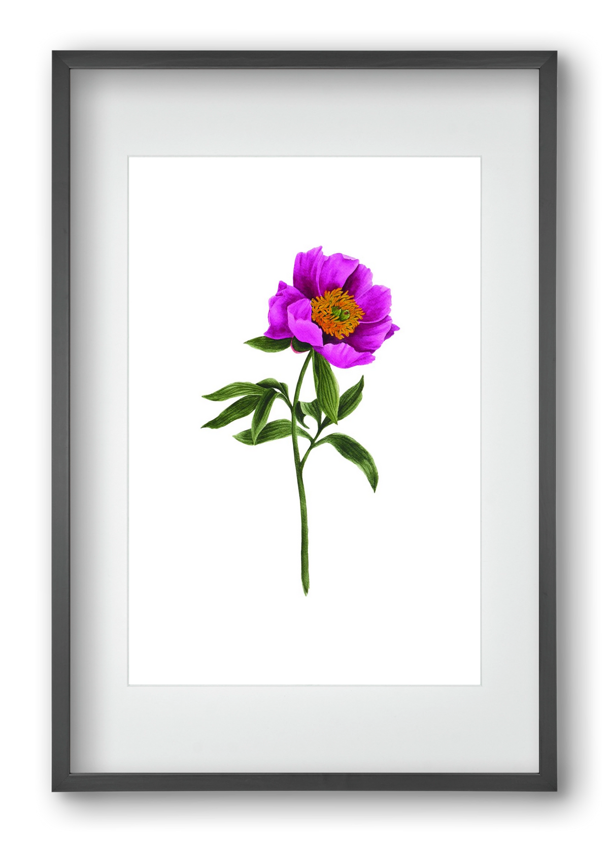 bánáti bazsarózsa, 40x60 cm (30x45 cm), Fekete keret, paszpartuval