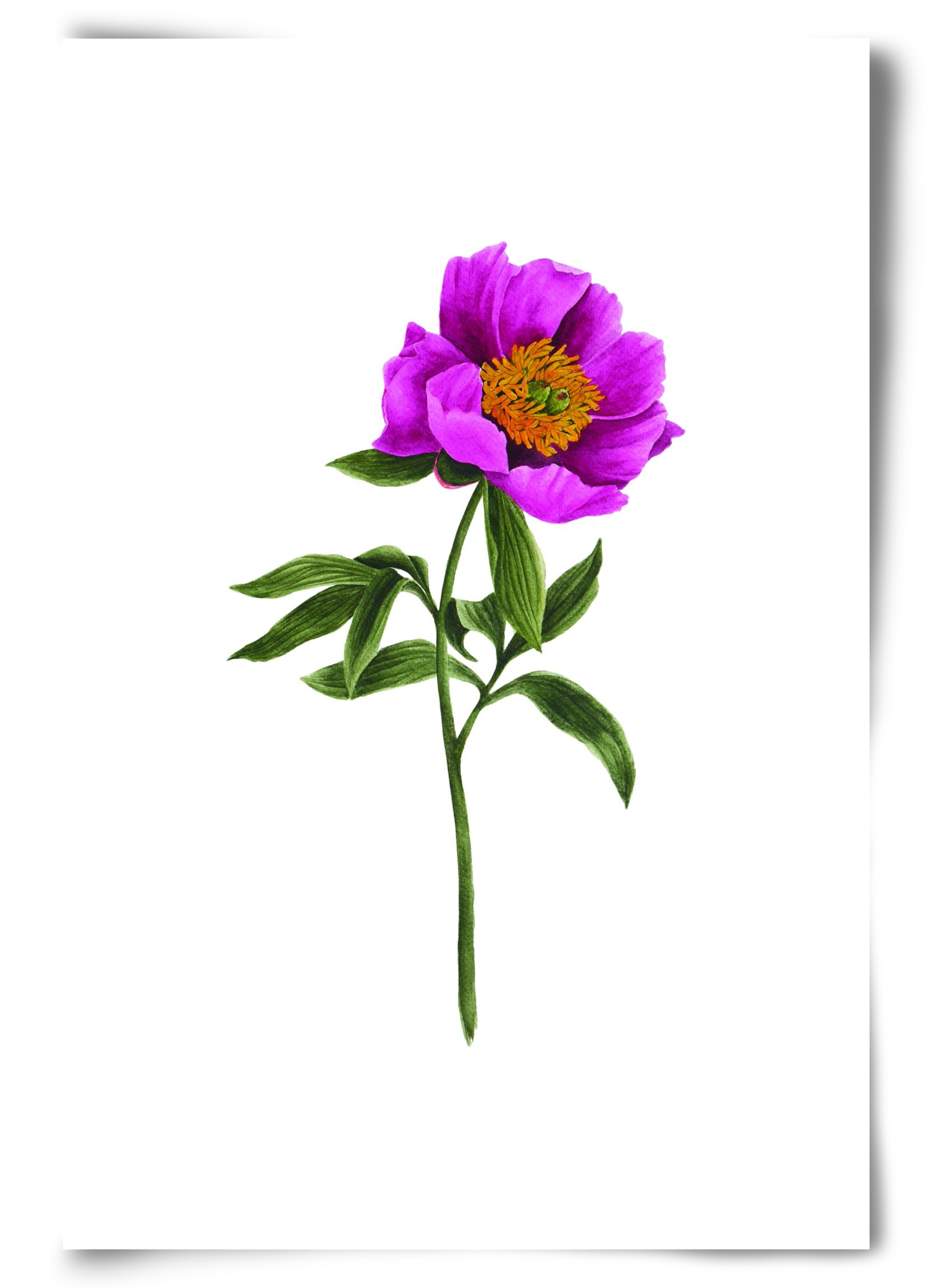 bánáti bazsarózsa, 60x90 cm, Keret nélkül