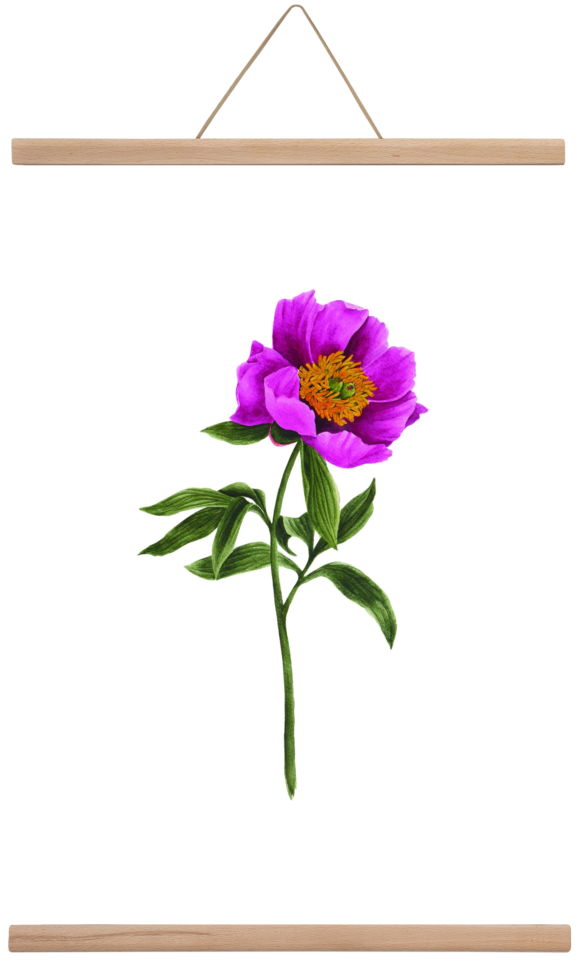 bánáti bazsarózsa, 40x60 cm (40x60 cm), Tölgy akasztó
