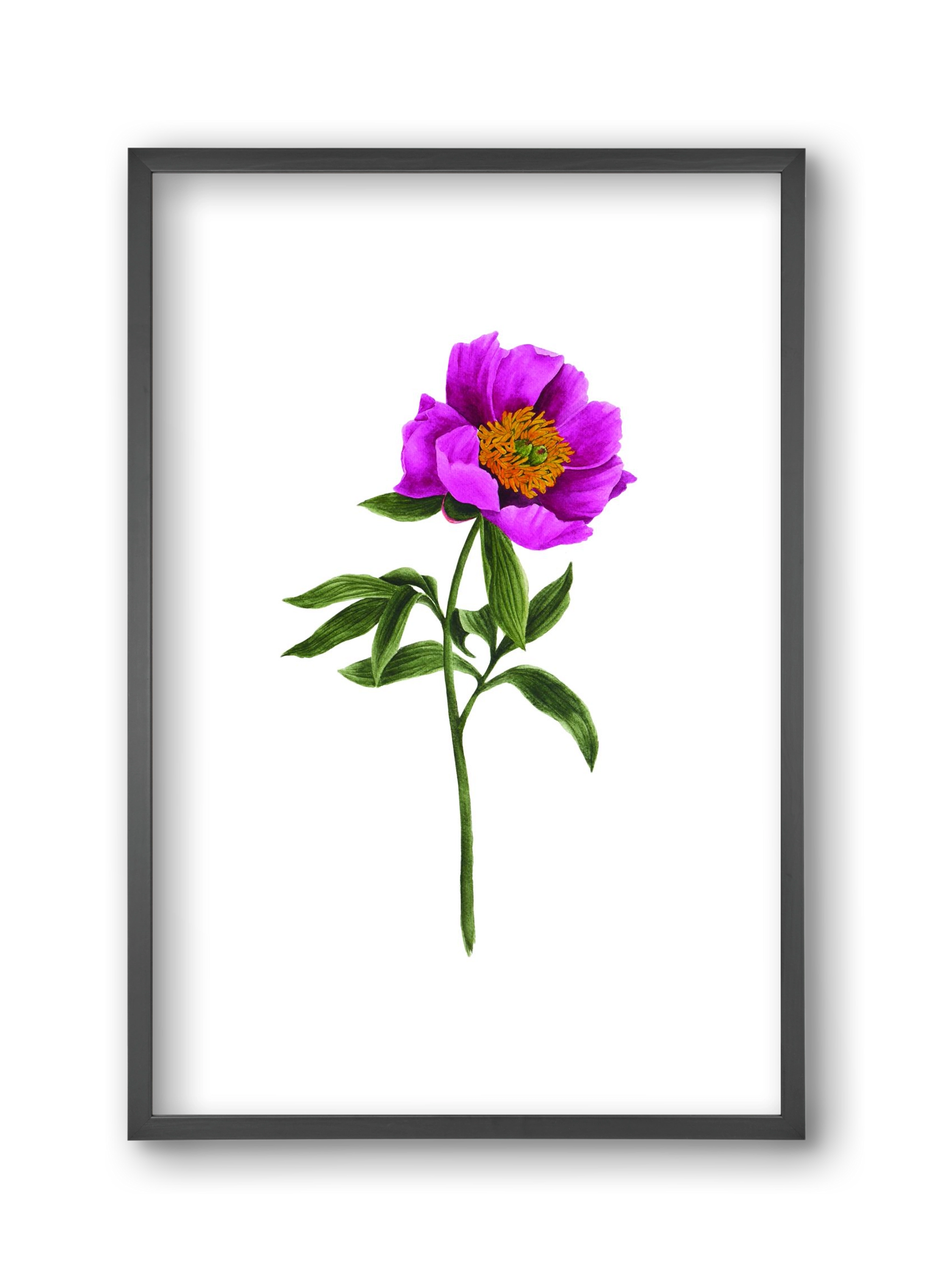 bánáti bazsarózsa, 30x45 cm (30x45 cm), Fekete keret
